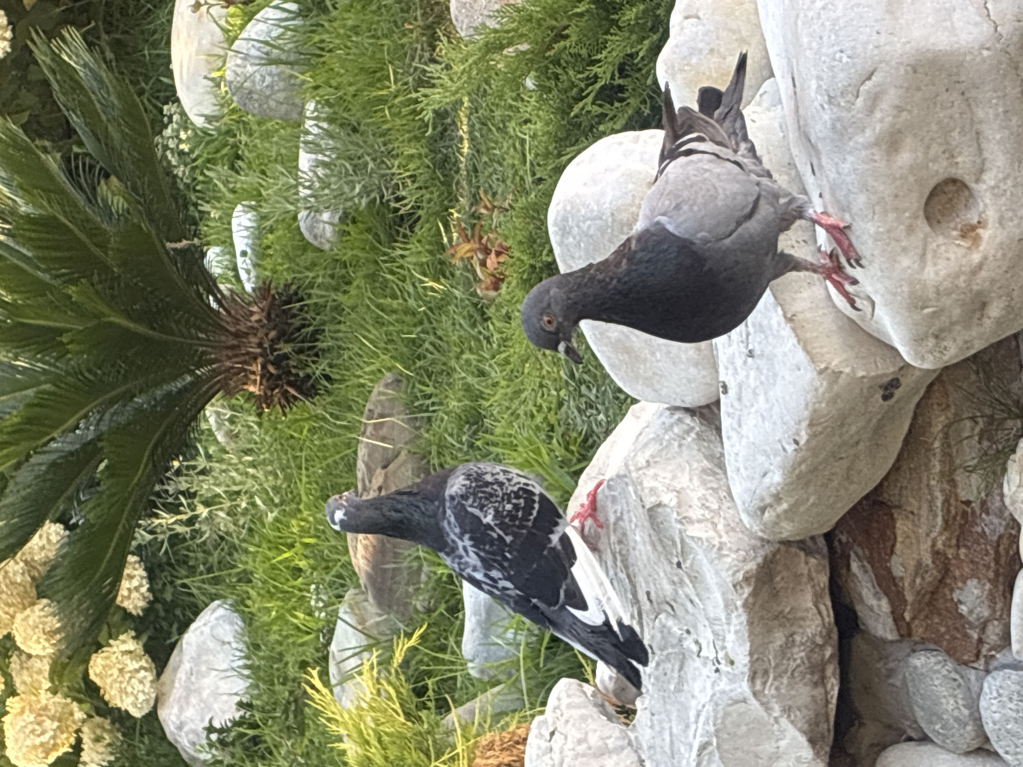 Two pigeons are perched on large, light-colored rocks in a garden setting. The pigeon on the left has dark gray plumage with white and lighter gray markings on its wings and chest, and bright red feet. The pigeon on the right is primarily dark gray with lighter gray on its underside and wings, and also has red feet. The background consists of lush green grass, some sparse, light-colored plants, and the fronds of a sago palm. The lighting suggests it is daytime, possibly late afternoon given the warm tones. The scene appears to be an outdoor decorative garden, potentially in a park or residential area. There are no people or other animals visible.