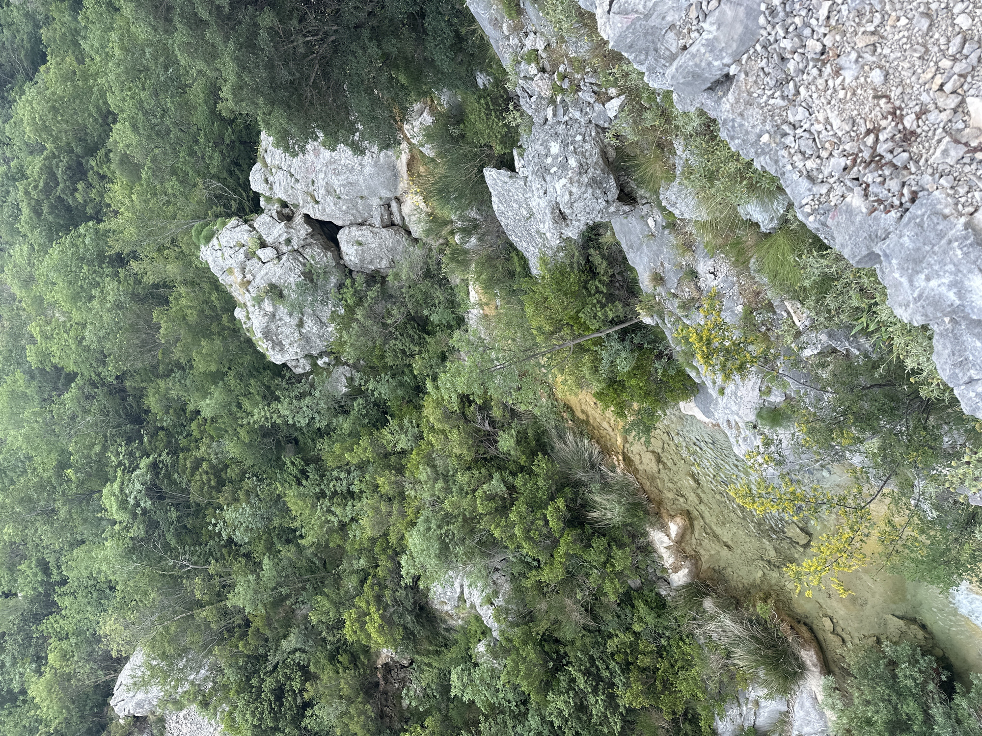 This image captures a vibrant, natural landscape of a deep gorge or canyon, likely in Zupci, Montenegro. The primary subjects are abundant green trees and diverse vegetation covering steep slopes and rock formations. Large, grey, weathered rocks and cliff faces are prominent throughout the scene, interspersed with the dense foliage.
At the bottom of the gorge, a narrow, winding river or stream with clear, light-colored water flows over a stony bed. The riverbanks are also lined with green plants and rocks. The perspective is looking down into the gorge, emphasizing the height and the rugged terrain.
No people, animals, or man-made structures are visible, indicating a remote and wild natural setting. The time of day appears to be daytime, with diffused light suggesting either an overcast sky or dappled sunlight filtered through the canopy, as there are no harsh shadows. The scene evokes a sense of untouched wilderness and natural beauty. There is no visible text in the image.