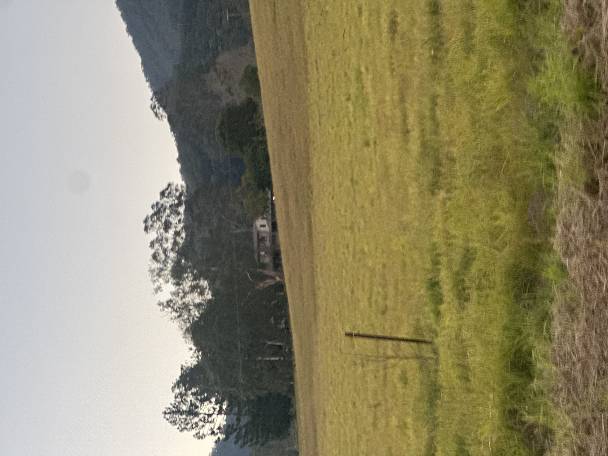 An outdoor, slightly blurry, wide shot captures a rural scene in Thora, Australia, under a pale sky. The foreground is dominated by a grassy field, predominantly yellow and green, with some patches of brown dried grass at the very bottom. A thin, vertical wooden post stands in the middle of the field. In the mid-ground, a gentle slope leads up to a line of trees. Among the trees, a house with a white exterior and dark roof is visible. The background features a dense forest and a rolling, tree-covered hillside. The overall impression is of a peaceful, natural landscape during daylight hours.