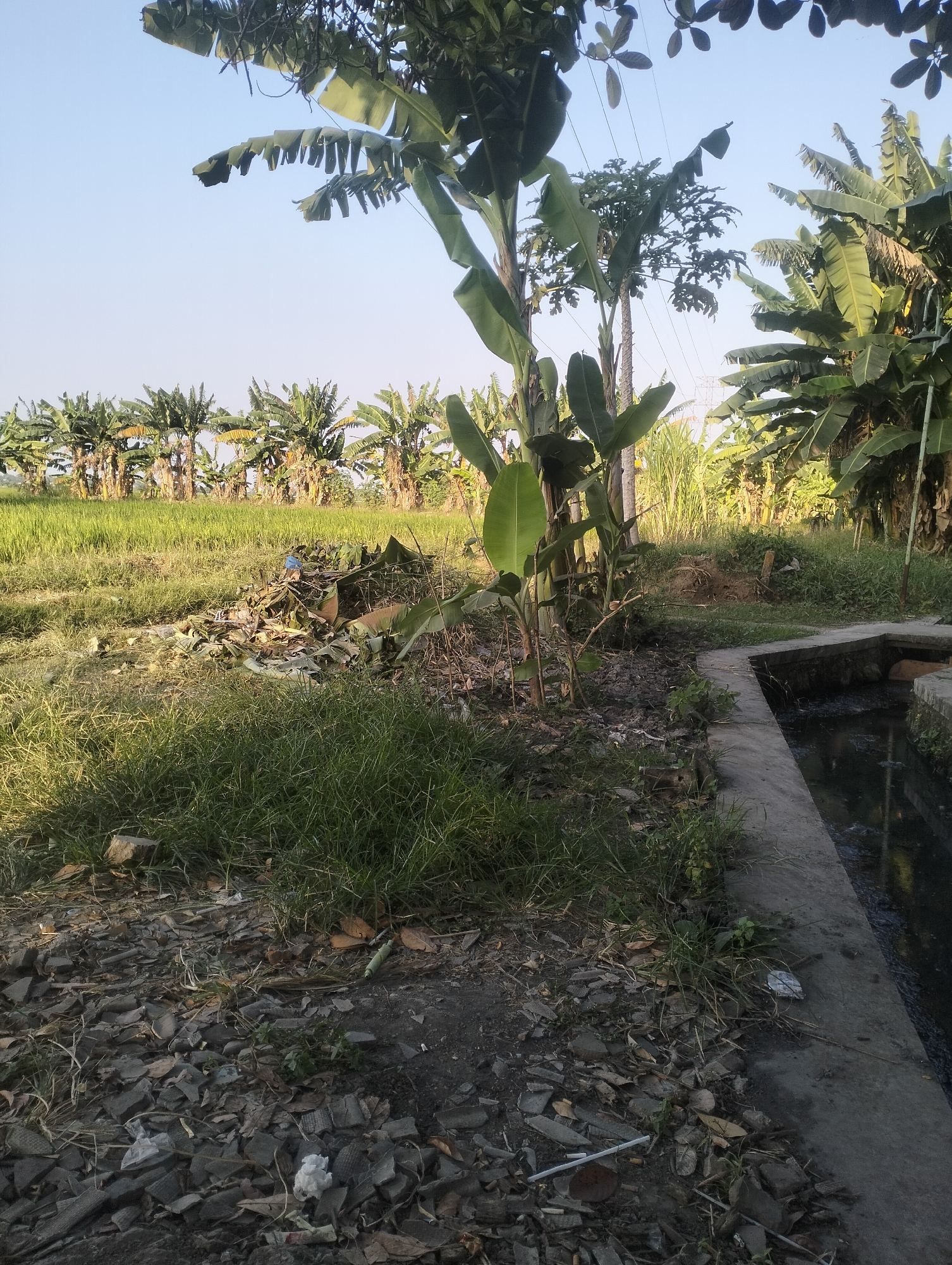 The image depicts a rural scene in Sambungrejo, Indonesia, characterized by abundant banana trees and a rice paddy. In the foreground, there is a pile of debris consisting of dried leaves, plastic waste, and broken fragments of what appears to be roofing tiles, accumulated next to a narrow, concrete-lined canal filled with dark, stagnant water. The canal edge is bordered by overgrown grass and soil. Further back, a vast, green rice paddy stretches towards a line of mature banana trees. The sky above is clear and blue, with the sun casting long shadows, suggesting it is either early morning or late afternoon. No people are visible in the image. The overall impression is one of a natural landscape with elements of human-generated waste and infrastructure.
