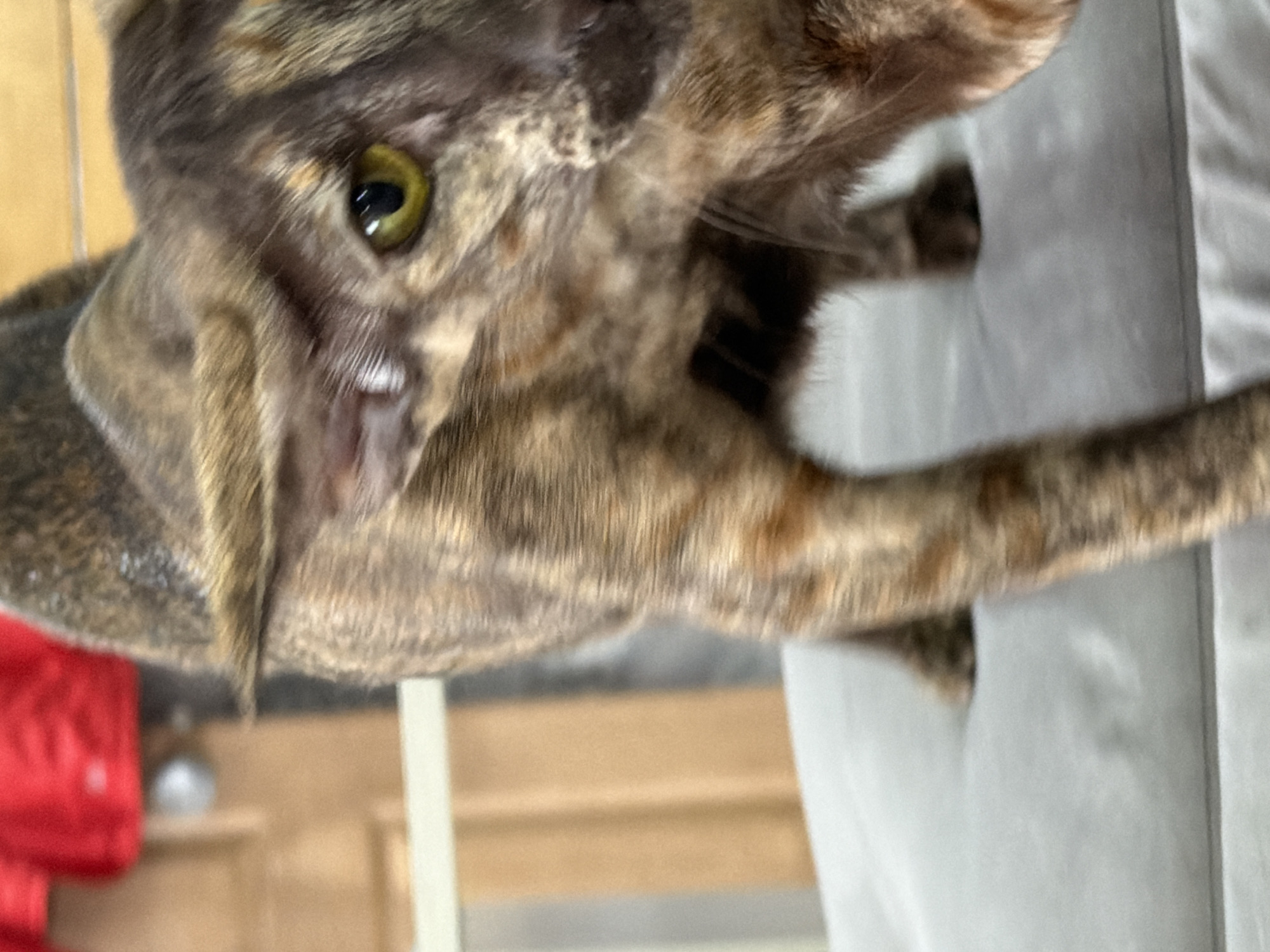 The image shows a close-up of a tabby cat, its head tilted. The cat has a green eye and visible whiskers. Part of its body and leg are visible, extending towards a grey surface which appears to be a part of a piece of furniture. The background is blurred, showing hints of a wooden structure and some other indistinct objects, including something red. There is no indication of location in Chaikovsky, Russia, in this image.