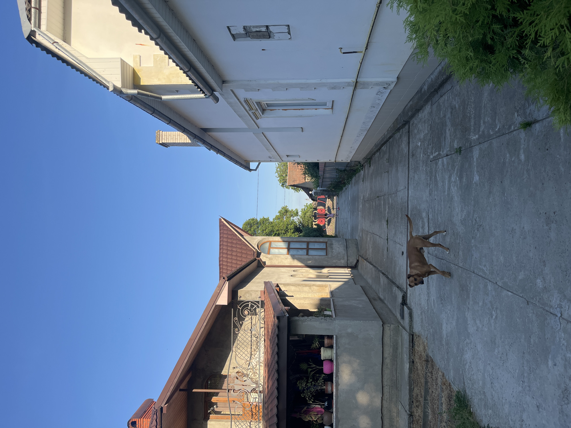 This image depicts a sunny outdoor scene in the city of Tarnivtsi, Ukraine. A brown dog with white paws walks on a concrete pathway between two buildings. The building on the left is a two-story structure with a brown tiled roof, a balcony with an ornate metal railing, and a covered porch area with potted plants. The building on the right is a single-story structure with a white facade and a gray tiled roof. The pathway extends into the distance, where more houses and trees are visible. The sky is clear blue.