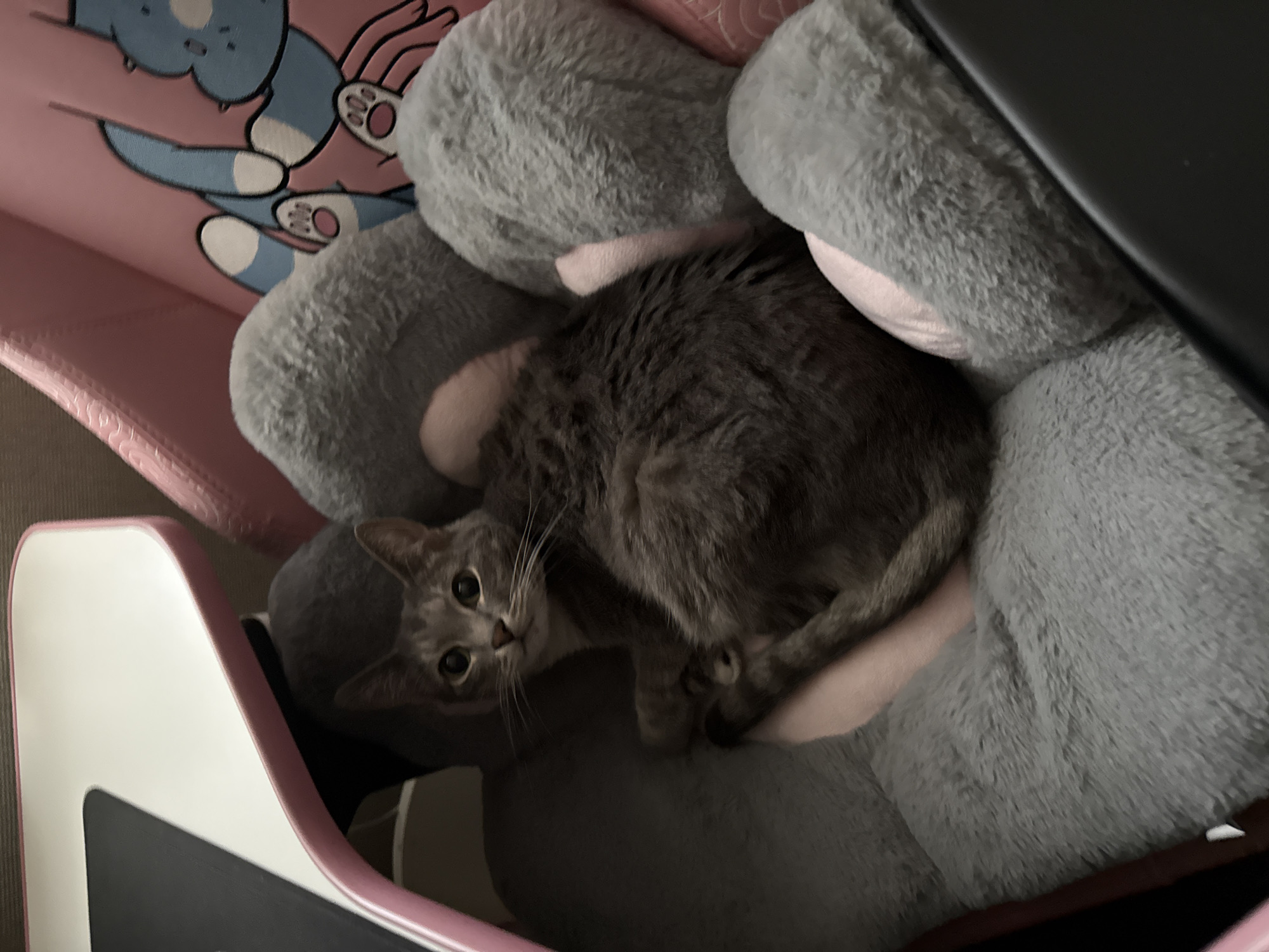 A grey tabby cat with medium-length fur and large, dark eyes is depicted resting comfortably amidst multiple light grey, fluffy, kidney-shaped pillows. The cat's head is slightly raised, and it is looking directly towards the viewer with its pupils dilated. The pillows are situated within a pink gaming chair, which features a distinctive cartoon graphic on its backrest, showing blue limbs with white tips and pink paw pads. To the left of the chair, a section of a white desk with a pink edge is visible, holding a dark, rectangular object, likely a mousepad. The scene is an indoor environment, consistent with a personal or residential space located in Moscow, Russia.