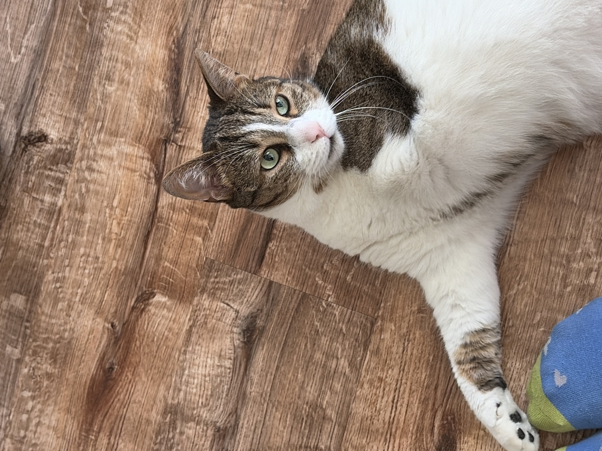 A tabby and white cat lies on a wooden floor. The cat has green eyes and white whiskers. Its left paw, with black paw pads, rests near a blue sock with green and yellow accents. The floor is made of wooden planks.