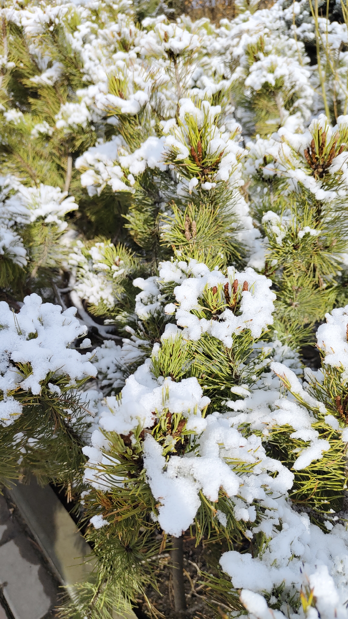 Close-up of a small pine shrub in Krasnoyarsk, Russia. Patches of fresh, white snow cover the needles and the tiny, brown cones at the branch tips. The needles are green with a slight yellow tint from sunlight.
