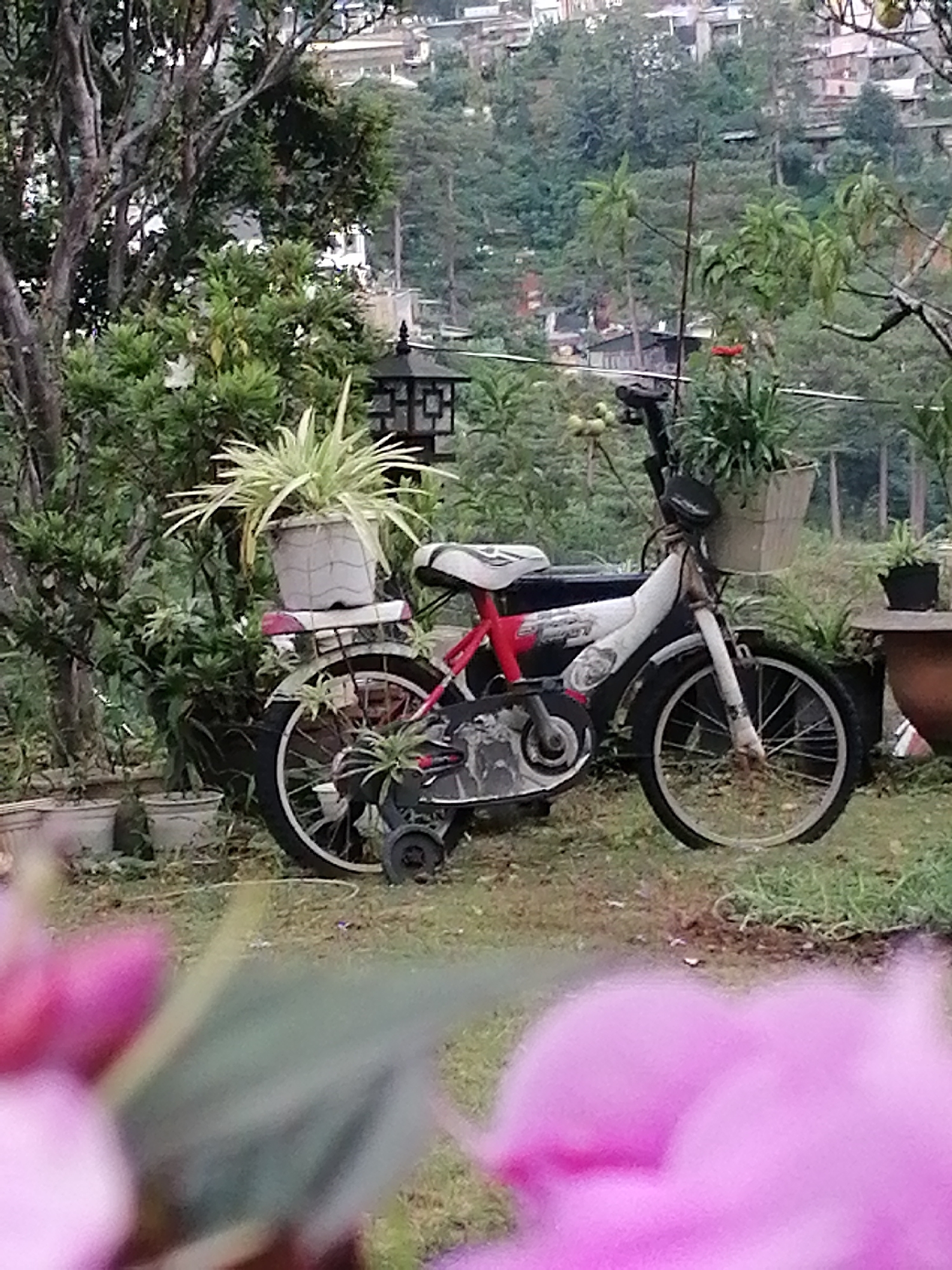 The image depicts a red and white motorcycle parked on a grassy area, with a potted plant in the front basket and another on the rear luggage rack. The motorcycle is positioned in front of a lush green environment with trees and foliage. In the background, a hillside is visible, dotted with houses and buildings, indicative of a residential area. A hint of pink flowers is in the foreground, out of focus. The scene appears to be an outdoor setting in the city of Da Lat, Vietnam, given the architectural style and the mountainous landscape.