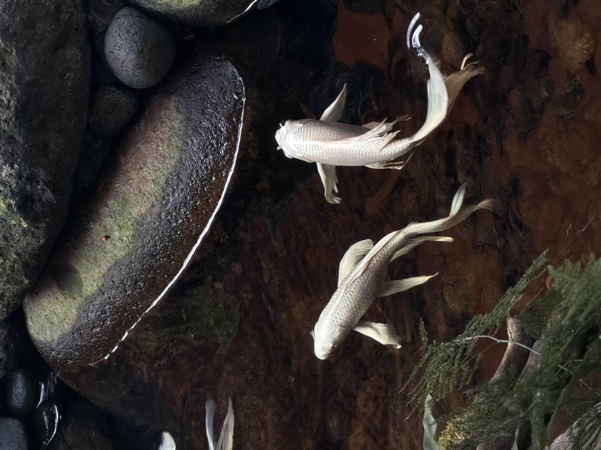 The image depicts two white koi fish swimming in a pond. The pond has a dark bottom with a rock arrangement on the left side and some green vegetation on the right. The light reflects off the surface of the water and the wet rocks. The image was taken in North Kuta, Indonesia.