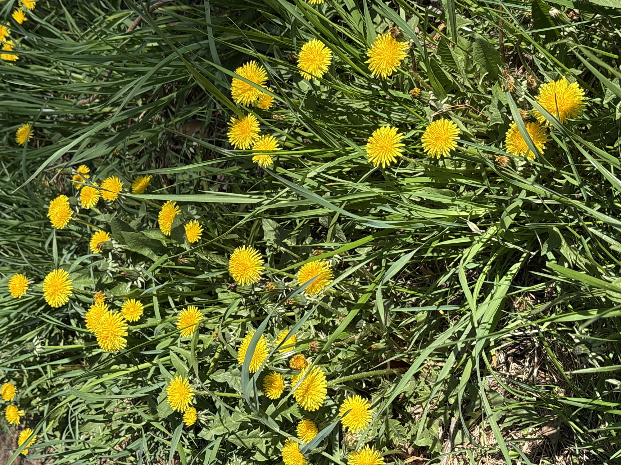 The image depicts a patch of grass interspersed with numerous dandelions in an unknown location. The grass is predominantly green with some brown patches, and the dandelions are bright yellow and in full bloom. The scene is bathed in sunlight, creating distinct shadows.