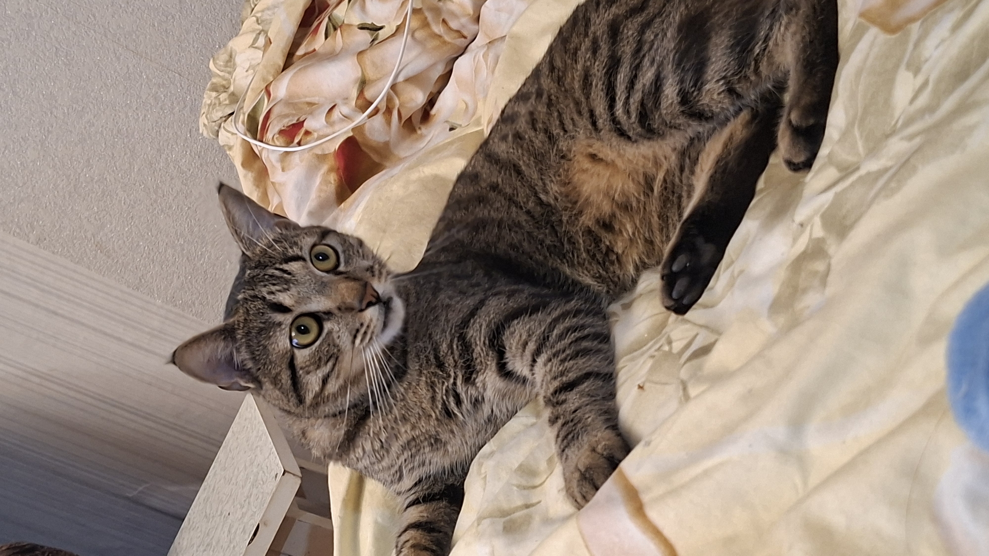 A tabby cat with green eyes is lying on a bed with yellow bedding. The cat is positioned on its side, with its front paws extended. The bedding has a floral pattern with hints of pink and red. A white cord is visible on the bedding to the right of the cat. The background consists of a wall with textured wallpaper and a shelf. The scene appears to be indoors, likely in a bedroom. The location is described as Забалоцкі сельскі Савет, Belarus.
