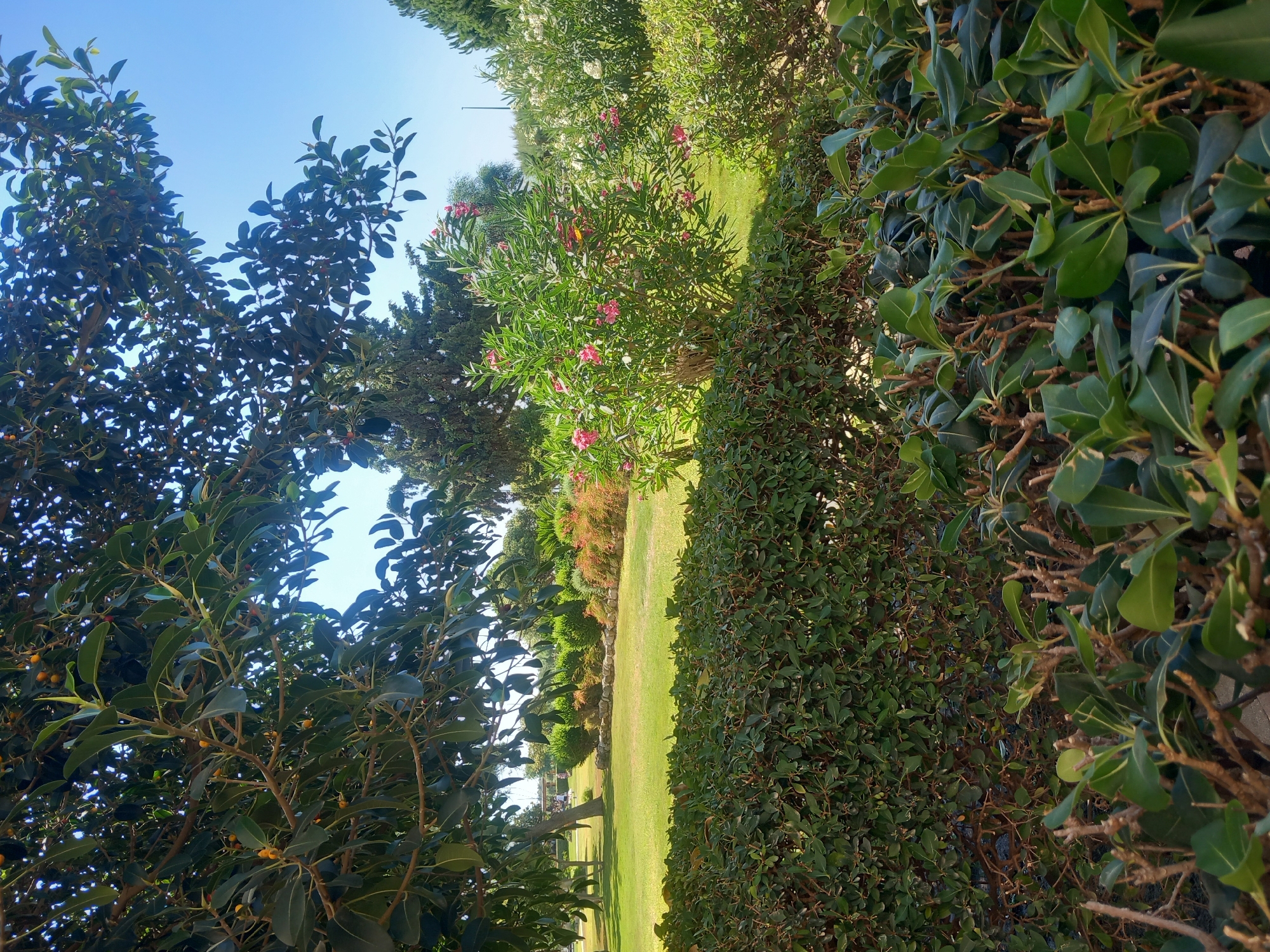 In the city of Kos, Greece, a lush green hedge forms the foreground of this image. Behind it, a vibrant lawn stretches towards a cluster of flowering bushes, some bearing pink blossoms, and others white. Further back, a large tree with dark green leaves and small yellow fruits provides shade. The sky is a clear, bright blue, indicating a sunny day. In the distance, more trees and some buildings are visible. The scene suggests a well-maintained garden or park.