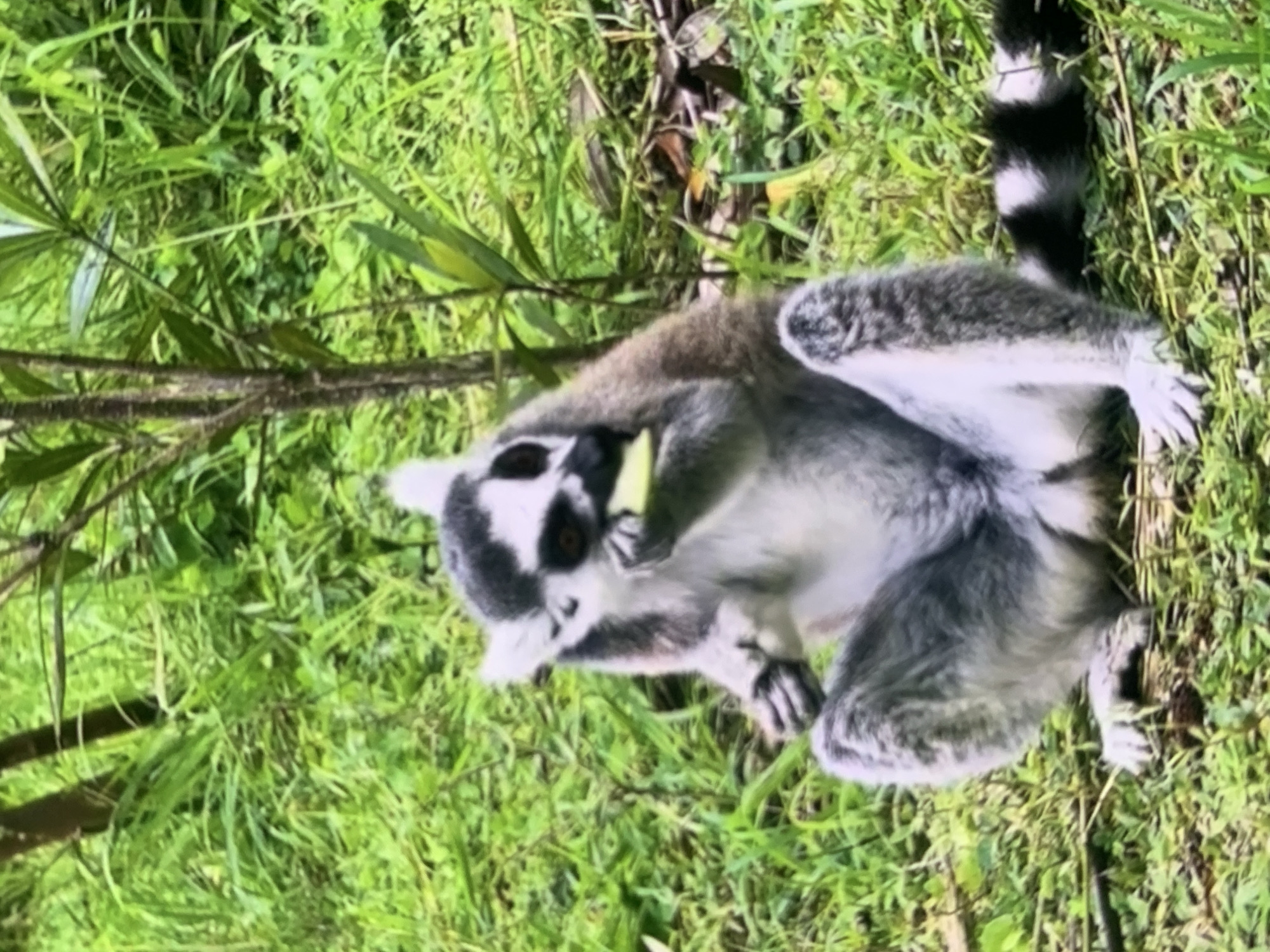 A ring-tailed lemur is shown in a natural setting, likely outdoors, amidst lush green grass and foliage. The lemur is the primary subject, with its distinctive black and white facial markings and a long, ringed tail prominently visible. It is seated on the ground, appearing to be eating or interacting with a piece of light-colored vegetation held in its paws. The lemur's fur is a mix of grey, white, and black, with darker rings on its tail. The surrounding environment is characterized by dense green grass, some taller stalks of vegetation, and a few thin branches or stems. The lighting suggests it is daytime, with sunlight illuminating the scene and creating some shadows. The focus is on the lemur and its immediate surroundings, with the background appearing somewhat blurred. No people, objects other than the vegetation the lemur is interacting with, or text are visible in the image. The overall impression is a candid shot of a wild animal in its habitat. The provided location context of Stavropol, Russia, is not directly discernible from the visual information within the image itself.