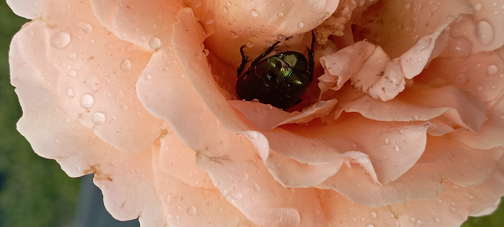 A close-up, vertical, eye-level shot captures a metallic green beetle nestled within the delicate, pale pink petals of a rose. Water droplets dot the petals, suggesting recent rain or dew. The beetle's iridescent shell gleams, highlighting its intricate form and visible legs. The background is softly blurred, with hints of green and a darker area that could be soil or the shadow of the rose. The image appears to be taken in an outdoor garden setting in Radisne, Ukraine. There are no people or specific human activity depicted.