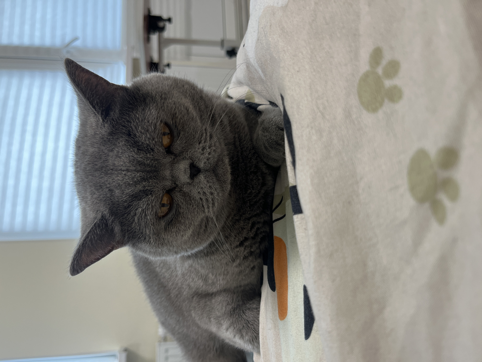A grey British Shorthair cat with yellow eyes is lying on a patterned blanket, possibly in a home environment. The cat is positioned in the center of the frame, facing slightly to the right. The blanket features a design with paw prints and geometric shapes. In the background, a window with blinds is visible, suggesting an indoor setting, likely in Saint Petersburg, Russia. The lighting appears to be natural, coming from the window.