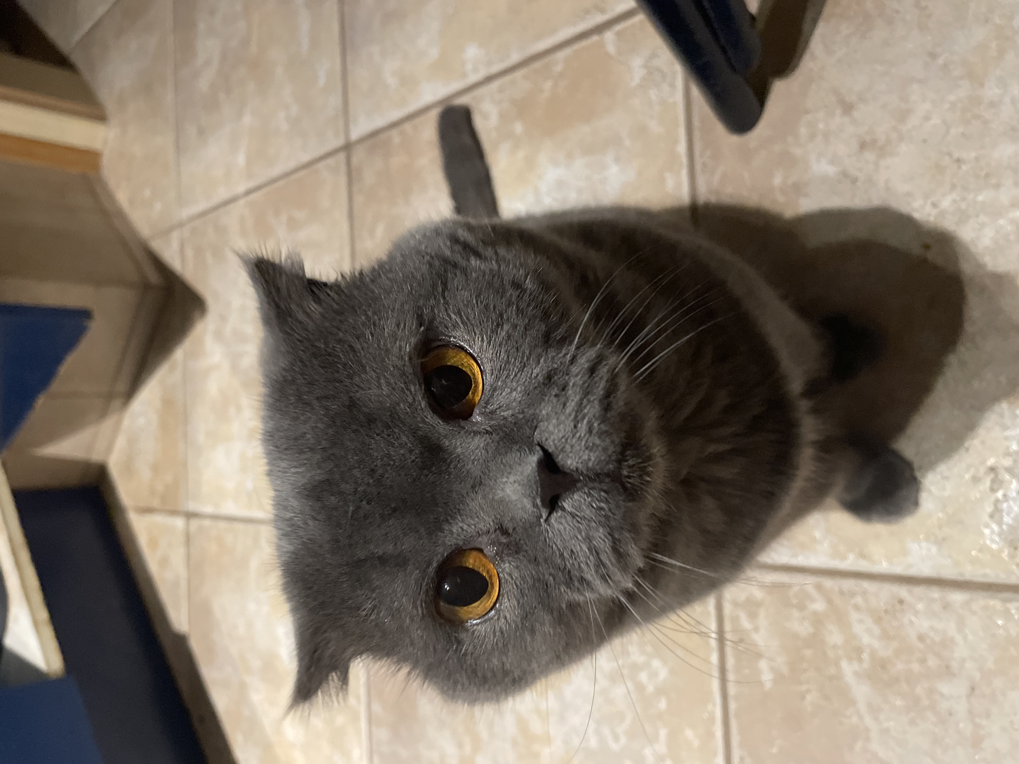 A gray cat with bright orange eyes sits on a tiled floor, looking directly at the camera. The cat's ears are slightly folded back, and its whiskers are prominent. The background shows part of a dark blue cabinet and a cream-colored tiled floor.