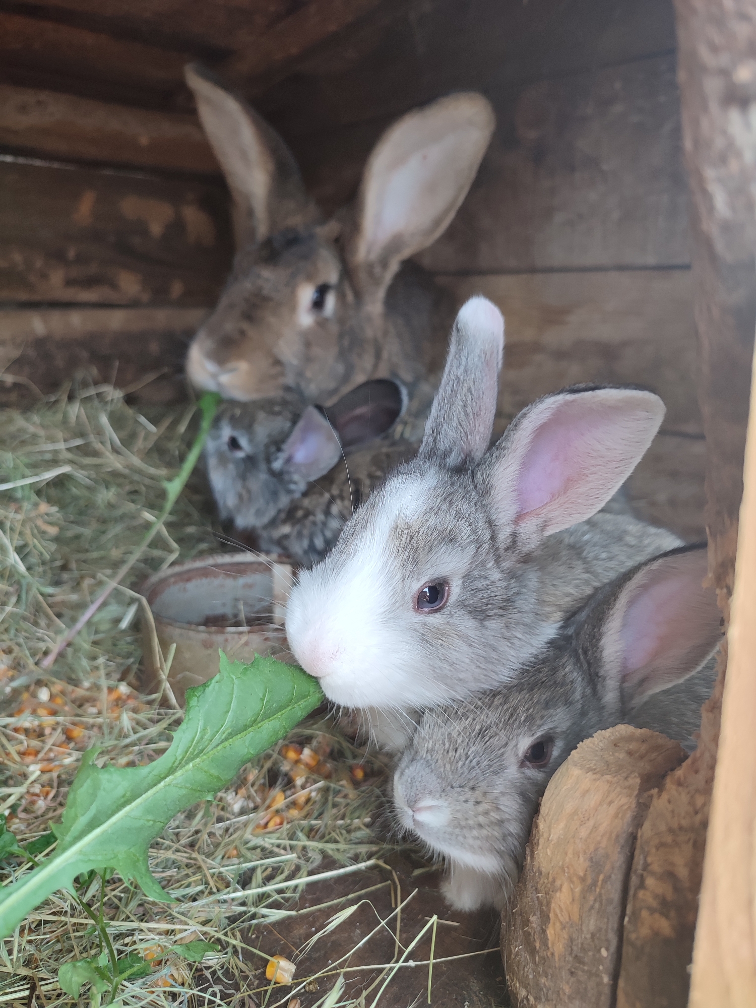 The image displays a group of domestic rabbits within a rustic wooden enclosure, located in Unknown, Unknown. In the immediate foreground, a light grey rabbit with distinctive white fur on its nose and forehead, pink-lined ears, and dark eyes is observed actively eating a green, serrated leaf. Directly below and to its right, another similarly colored light grey rabbit's head is partially visible, peeking from behind a vertical wooden beam. In the midground, to the left, a larger, darker grey-brown rabbit with very long, upright ears is present, its face slightly blurred and oriented towards the left side of the frame. Further back, nestled between the foreground rabbits and the large background rabbit, a smaller, darker grey rabbit is partially visible, appearing to be near a small, light-colored bowl. The floor of the enclosure is covered with dry hay or straw, interspersed with scattered yellow corn kernels. The surrounding walls and ceiling of the hutch are constructed from unpainted, roughly textured wooden planks.