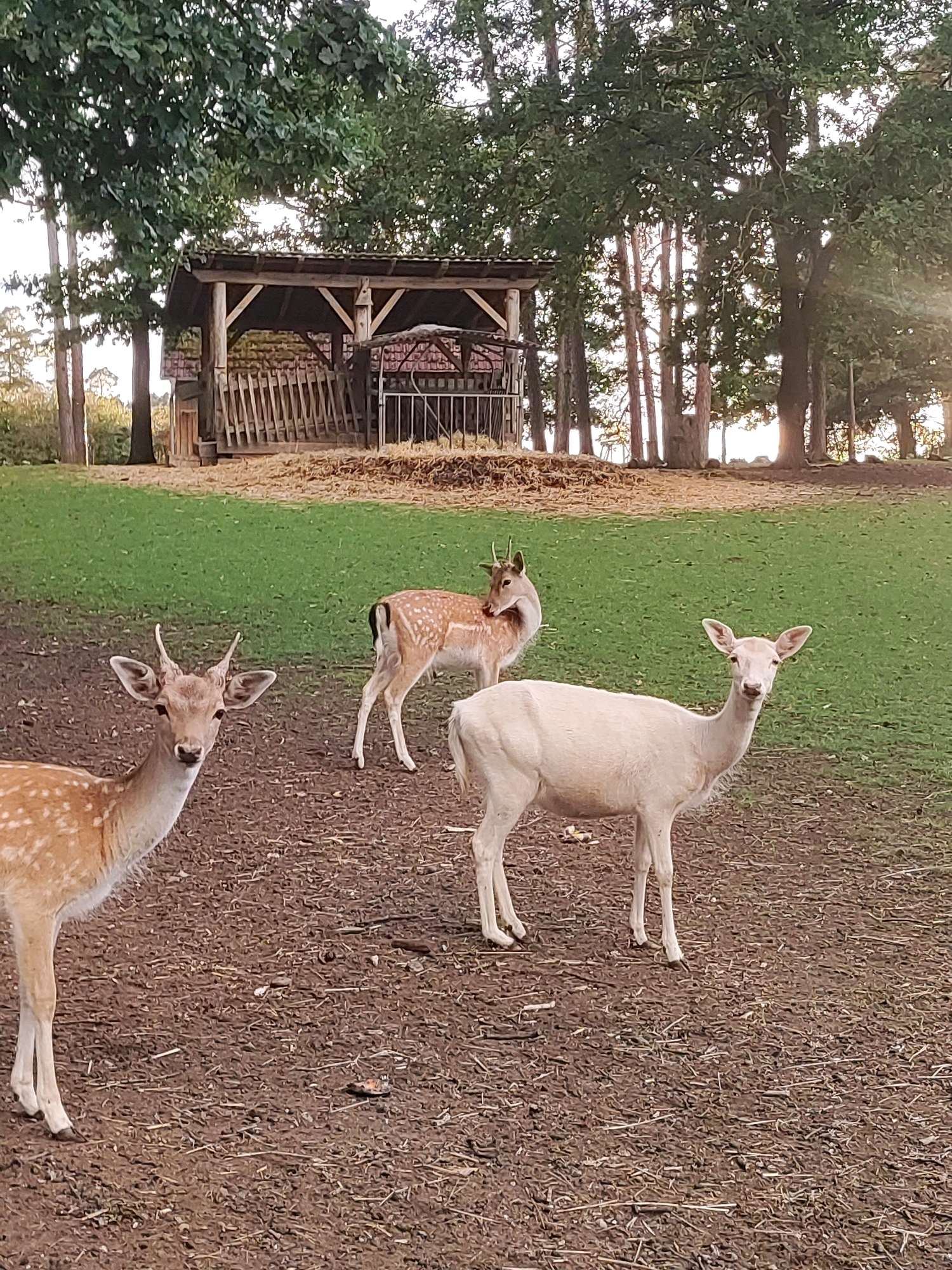 This image depicts a group of deer in an outdoor enclosure. In the foreground, a spotted fawn with small antlers faces the camera. To its right, a pale-colored deer stands looking forward. In the background, another spotted deer is partially visible, facing away from the camera and nibbling on something. Behind the deer, a wooden structure with a roof and open sides, possibly a shelter or stable, is present. The ground is covered in dirt and straw, and a grassy area with trees stretches into the background. The scene appears to be in a rural or park-like setting, consistent with the location of the Wildlife Park in Lichtenau, Germany, which features such enclosures and animals.