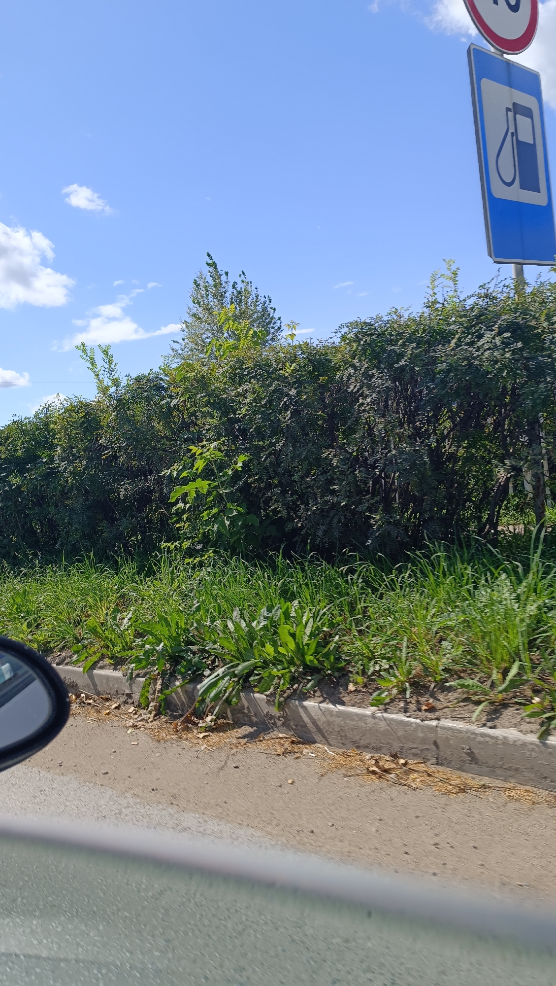 The image captures a roadside scene under a bright blue sky with scattered white clouds, likely taken from inside a vehicle. In the foreground, the grey asphalt road surface is visible, with the edge of a car's side mirror on the left. A concrete curb runs along the roadside, bordered by a strip of green grass and other low-lying plants. Behind the curb, a dense hedge of green leafy bushes forms a natural barrier. At the top right of the image, a traffic sign is visible. It is a blue rectangular sign with a white outline and a white pictogram of a gas pump with a nozzle, indicating a gas station. Above this sign, partially visible, is a circular sign with a red border and white numbers, likely a speed limit sign. The overall impression is of a bright, sunny day in a semi-urban or suburban environment in Chaikovsky, Russia, given the presence of typical roadside infrastructure and vegetation. No people or specific actions are depicted.