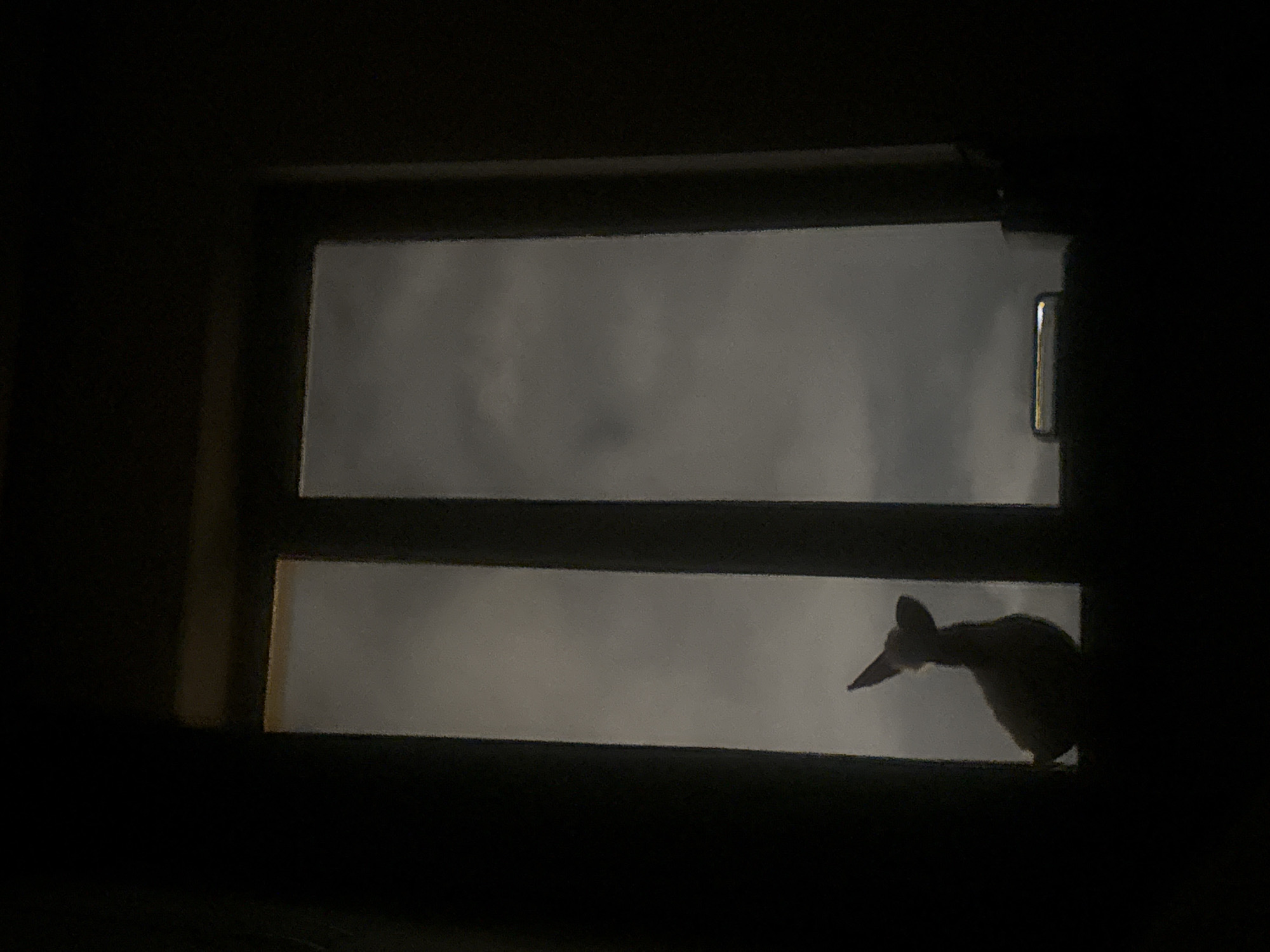 The image shows a dark indoor scene, where a window frame is visible. Outside the window, it appears to be a cloudy, overcast day or night. A bird with a long beak, possibly a duck or a similar water bird, is perched on the window frame, silhouetted against the outside light. The details of the bird are not clear due to the dark indoor setting and the backlighting. I cannot identify Yerevan, Armenia, or any other specific location from this image.