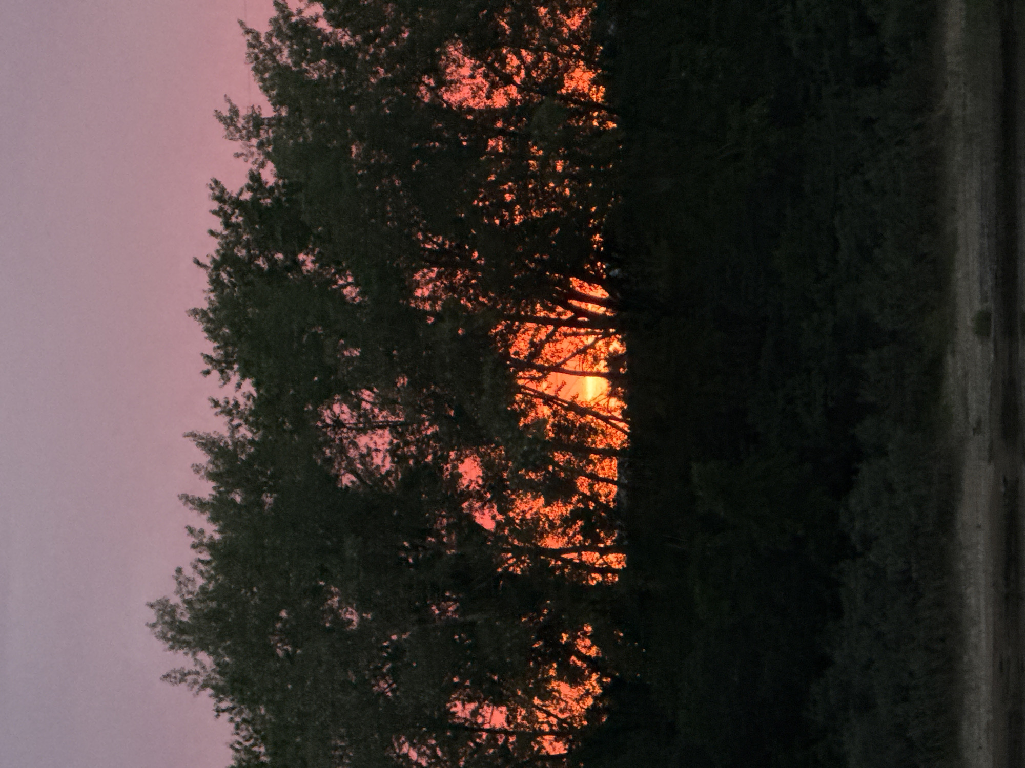 A silhouette of dense trees with vibrant orange and pink light filtering through their branches creates a dramatic effect against a soft pink sky at dusk. The foreground is dark and obscured by more foliage, with a hint of a darker, possibly water-filled, area at the very bottom. The location is identified as Chaikovsky, Russia, suggesting a natural landscape setting.