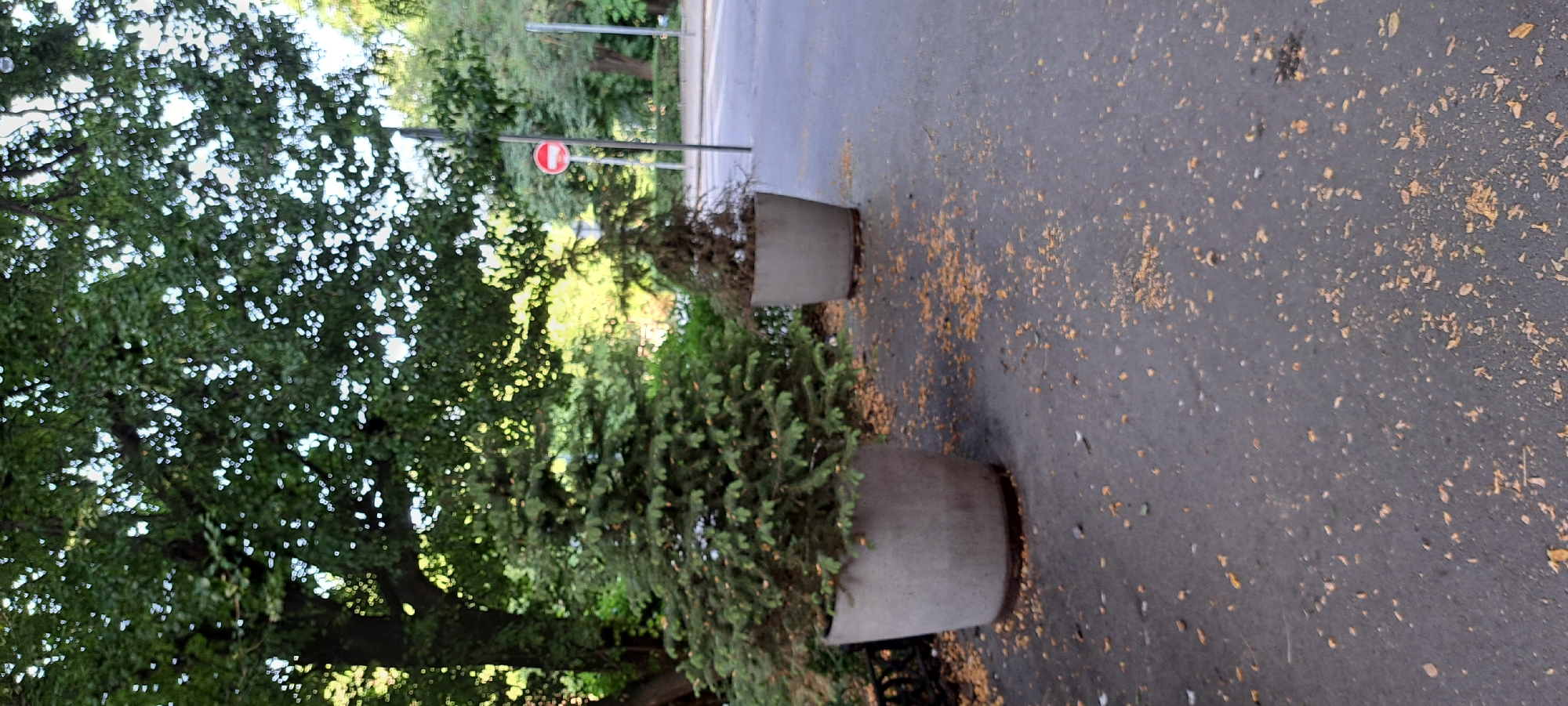 In a city park in Unknown, Unknown, two large concrete planters hold evergreen trees. The planter on the left holds a fuller, greener tree, while the planter on the right contains a sparser, browner tree. The ground around the planters is paved with asphalt and is scattered with fallen yellow leaves. In the background, a red and white circular "no entry" sign is visible on a pole. The scene suggests a well-maintained outdoor area, likely for public use.