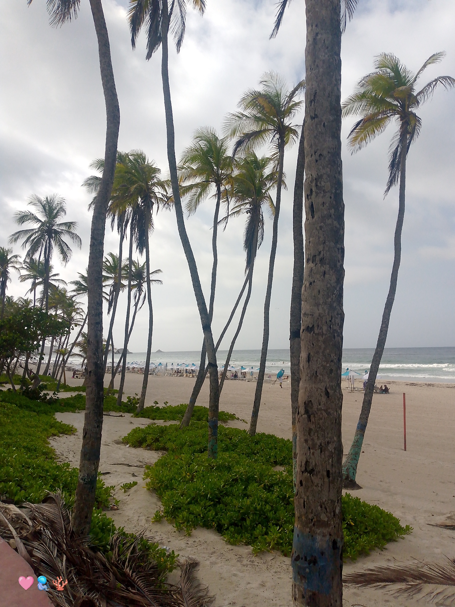 The image depicts a beach scene at Playa El Agua, Venezuela, characterized by a dense arrangement of palm trees framing a sandy shore. The sky is overcast, with scattered clouds. The foreground is dominated by the trunks of several palm trees, with lush green vegetation growing around their bases and on the sandy ground. In the mid-ground, the beach stretches out, lined with rows of white umbrellas and beach chairs, suggesting a populated area for recreation. Several people are visible on the beach, some sitting under the umbrellas and others walking or standing near the water. The ocean, with its gentle waves, forms the background, meeting the horizon under the cloudy sky. The overall atmosphere is tranquil and summery, typical of a popular beach destination. The specific location is identifiable as Playa El Agua, Venezuela, based on its distinctive landscape of numerous palm trees lining a wide, sandy beach with characteristic umbrella setups.