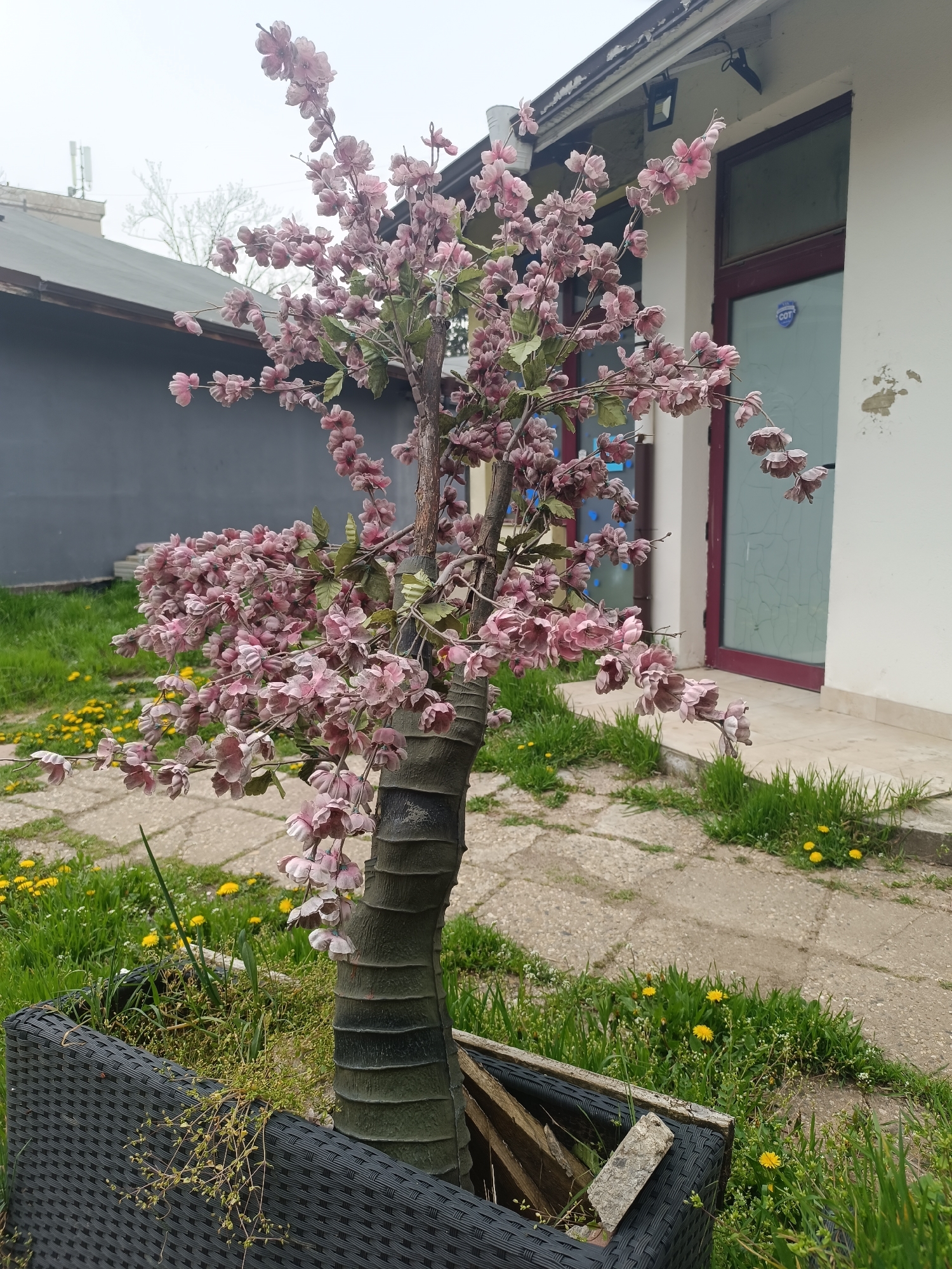 A faux flowering tree stands in a black woven planter in an outdoor setting. The tree has a textured trunk resembling bark and is adorned with pink blossoms. The planter sits on a paved area with grass and dandelions growing in the cracks. Behind the tree is a low building with a grey exterior and a building with a white exterior and a door with a burgundy frame. The setting appears to be in a city in Bulgaria.