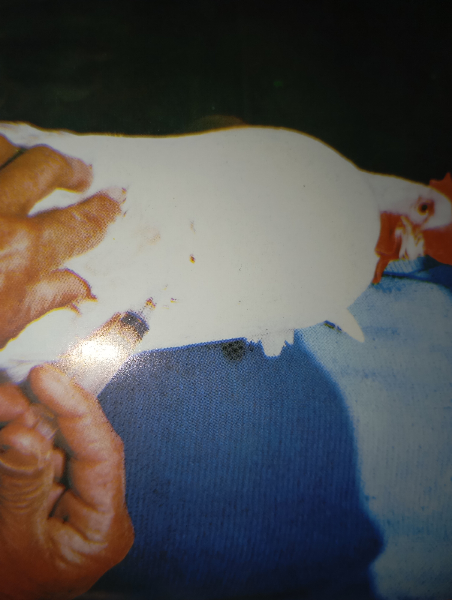 The image shows a close-up view of a white chicken being injected with a syringe. Two hands are visible, one holding the chicken steady and the other administering the injection. The chicken has red comb and wattles, and its eye is visible. The background appears to be a dark, possibly indoor, environment. The overall lighting suggests a flash photograph. There is no indication of the city of Dangari, Pakistan, or any other specific geographical location within the image itself.