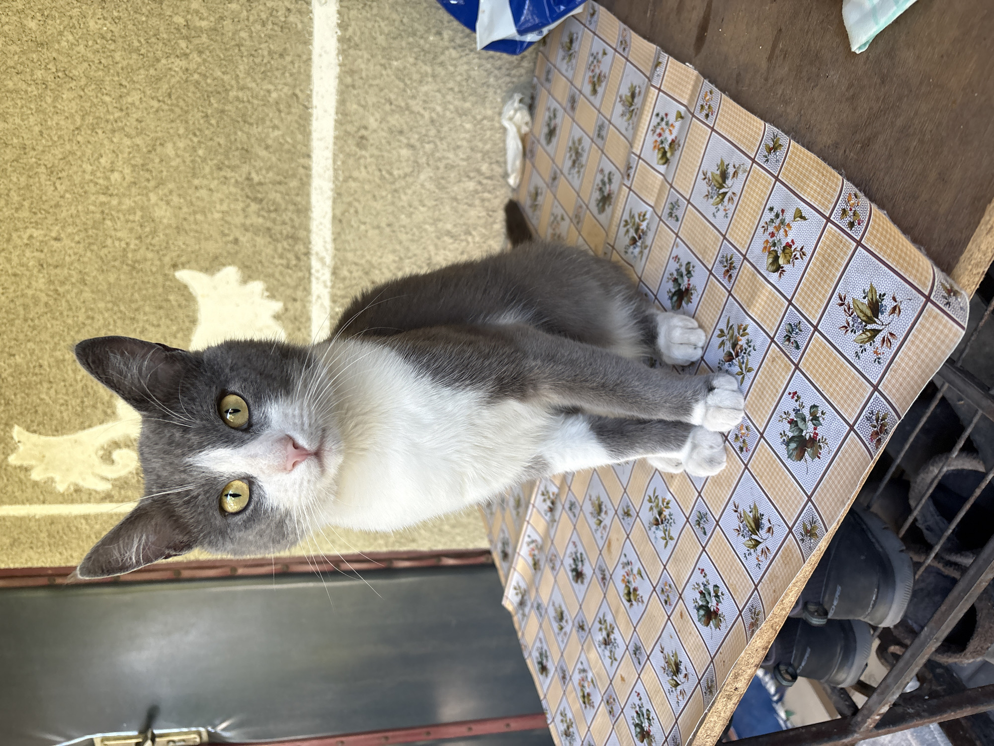 A gray and white domestic cat with yellow eyes sits on a table covered with a checkered tablecloth adorned with floral patterns. The cat is positioned in the center of the frame, facing the camera. In the background, a textured, light-colored wall is visible, with a white stripe running horizontally across it. To the left of the cat, a dark gray door or frame is partially visible. Below the table, a metal shelf holds a pair of dark sneakers. A blue and white plastic bag is present on the right side of the table. The scene appears to be outdoors, likely on a patio or porch, given the presence of the wall and the natural lighting. The location is the city of Lanivtsi, Ukraine.