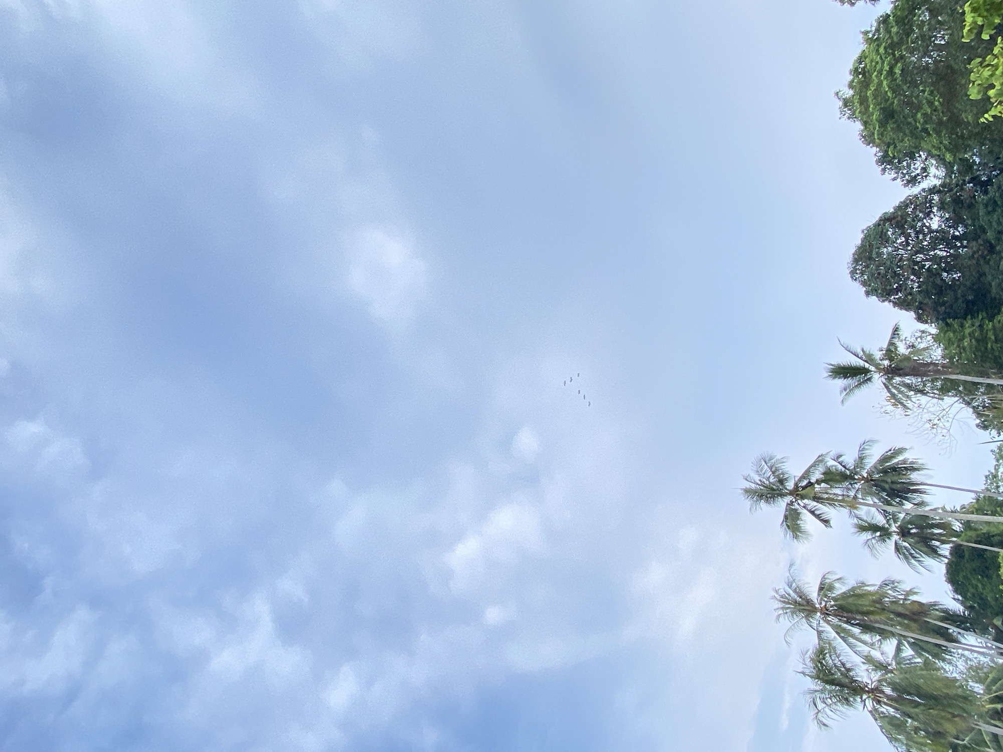 The image captures a low-angle view of the sky above Tanjongkapai, Indonesia. The sky is predominantly blue with scattered white clouds. A flock of birds is visible in the upper-center of the frame. The upper right corner features the tops of palm trees and other green foliage. The overall impression is a peaceful, natural scene.