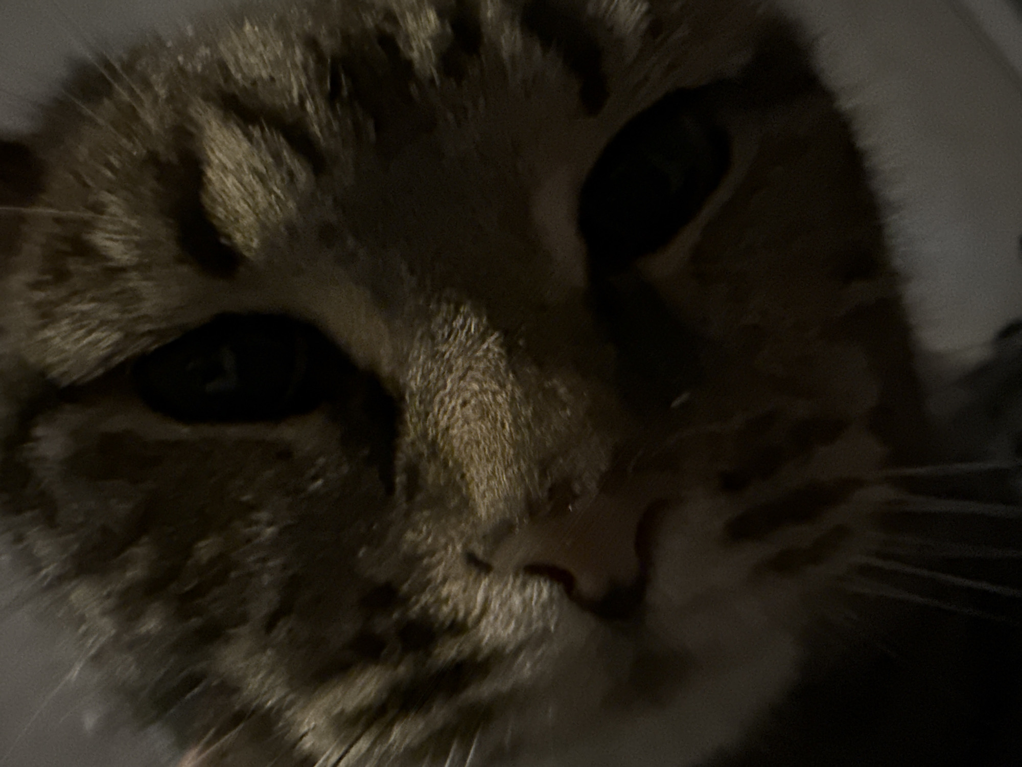 Close-up view of a tabby cat's face. The cat has dark eyes, and the image is dimly lit. The environment appears to be indoors.