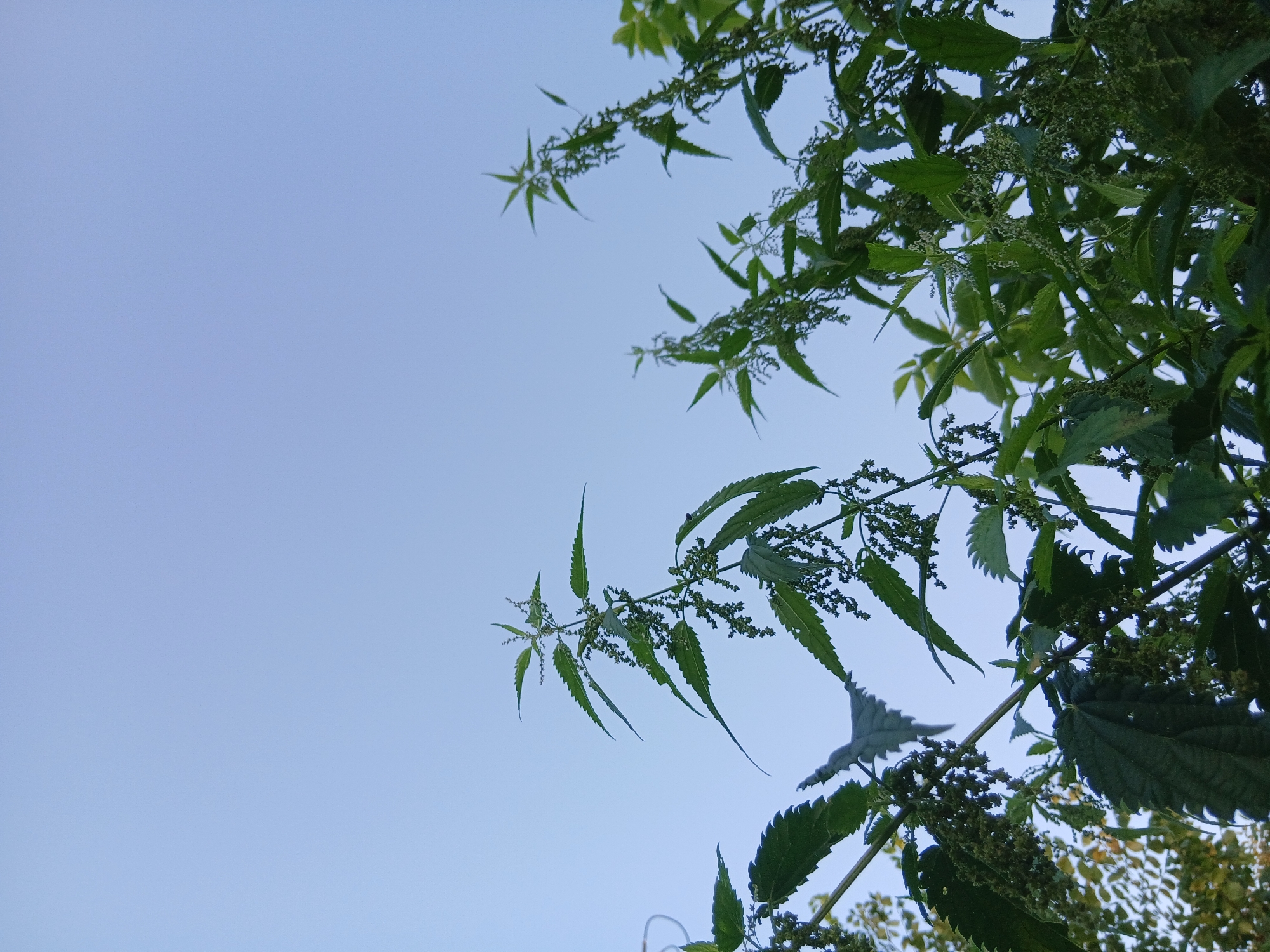 This is a low-angle, outdoor, full-shot photograph of stinging nettle plants against a clear, pale blue sky. The plants are lush and green, with serrated leaves and small, clustered flowers or seed heads. Some of the leaves are slightly tattered. The view is upward, looking through the foliage towards the sky. The image is undated and the location is listed as Unknown, Unknown.