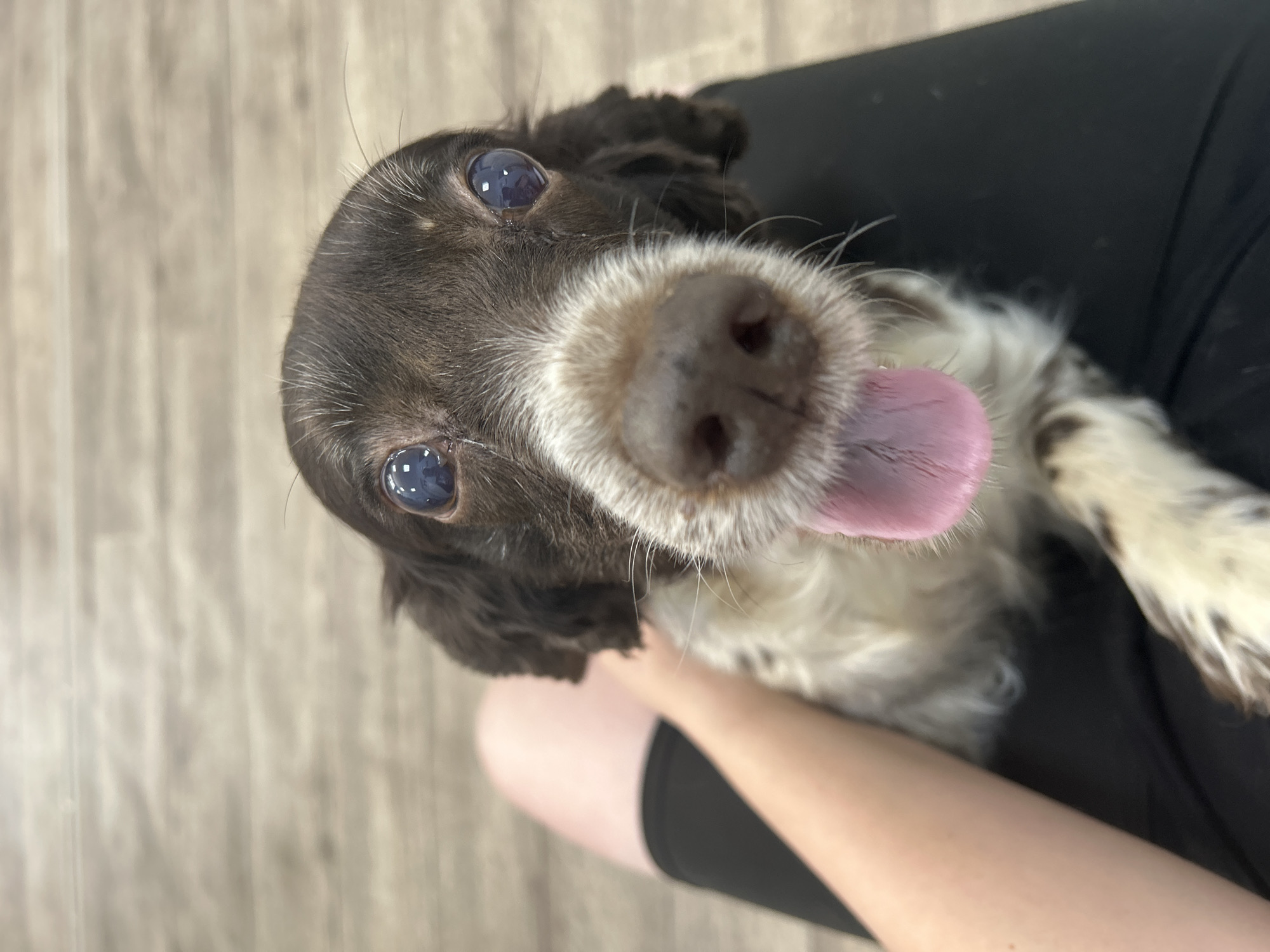 A close-up, head-on shot features a brown and white dog with large, dark eyes and its pink tongue hanging out. The dog's fur is predominantly brown on its head and ears, with white markings on its muzzle and chest. A person's arm, with light-colored skin, is visible on the left side of the frame, resting on the dog. The dog appears to be seated on dark clothing, possibly pants. The background consists of a light-colored wooden floor. The image does not contain any recognizable landmarks or features that would indicate a specific location in Chaikovsky, Russia.