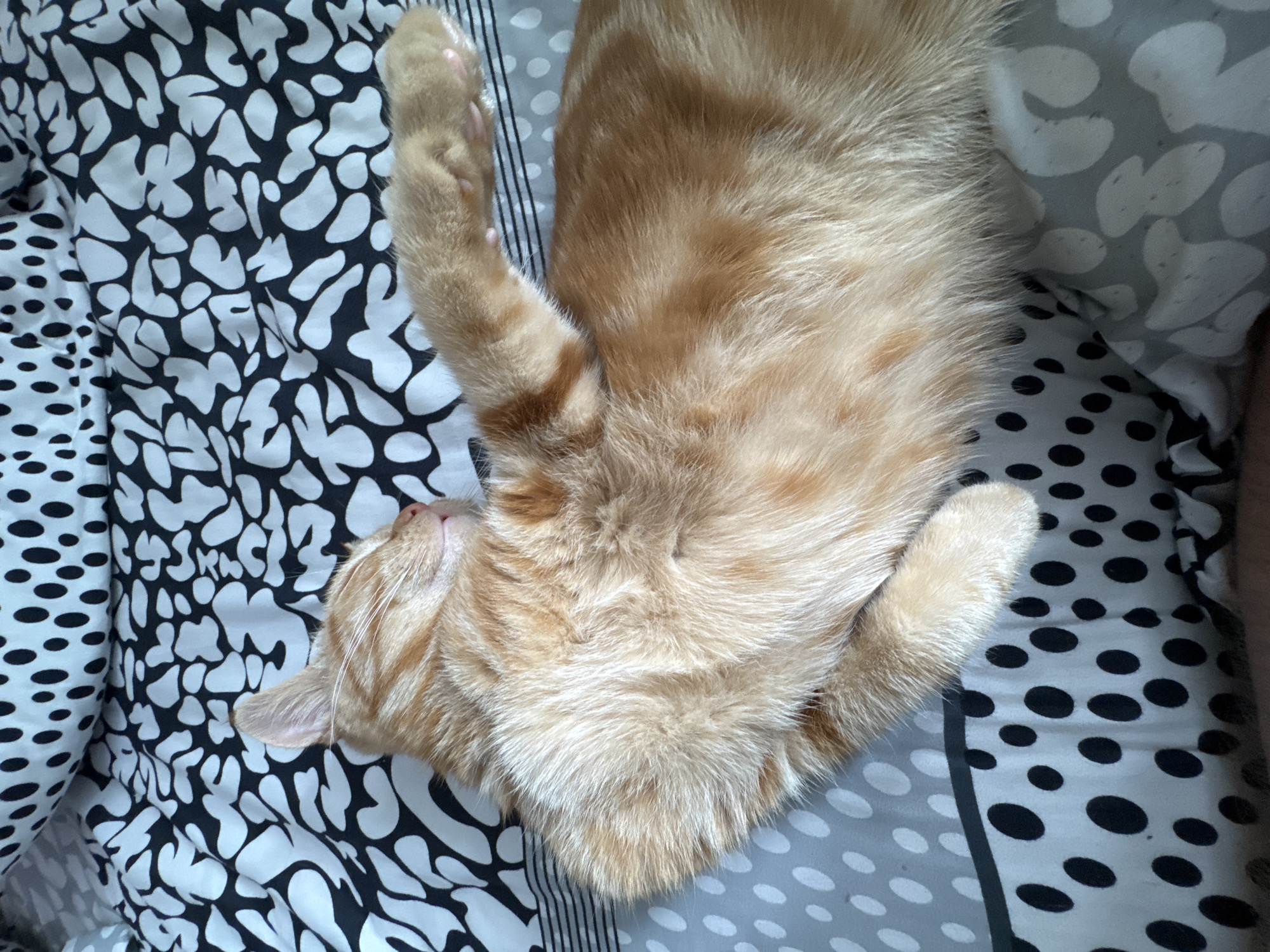 A ginger cat is sleeping on a bed with a patterned bedsheet. The bedsheet has three different patterns: black and white irregular shapes on the left, black polka dots on a gray background on the right, and vertical stripes. The cat is lying on its back with its legs up.
There is no information available to confirm this image was taken in the city of Chaikovsky, Russia.
