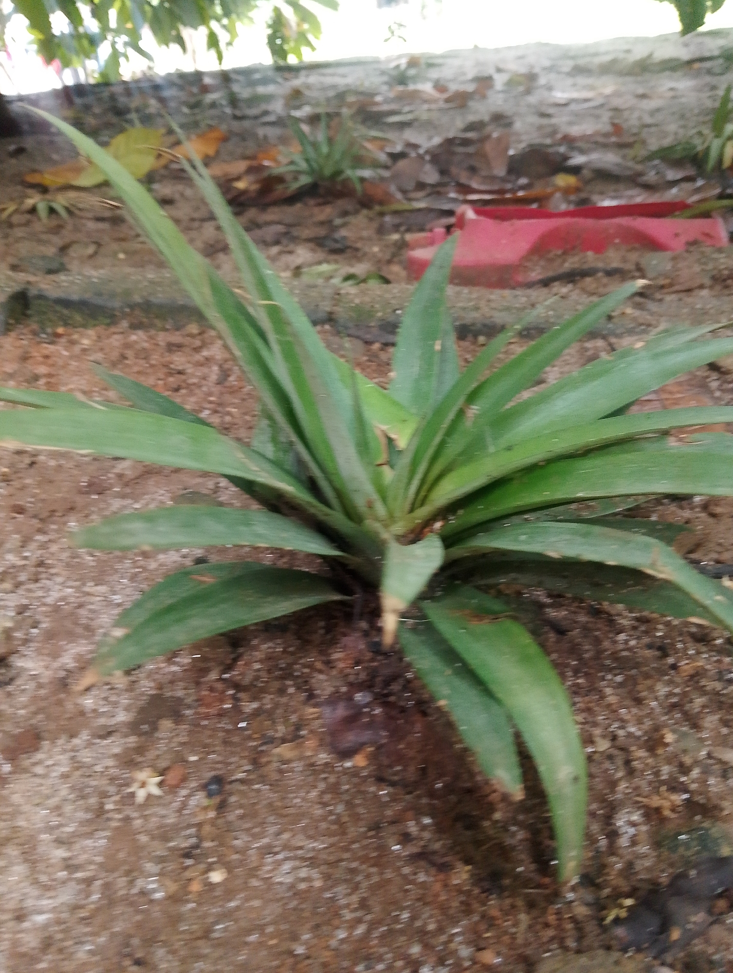 In Serbelawan, Indonesia, a close-up, eye-level shot captures a young pineapple plant growing in sandy soil with scattered leaf litter. The plant, with its broad, green, spiky leaves, is the central focus, positioned slightly off-center to the right. In the background, a red object, possibly a plastic container, is partially visible amongst the debris. The environment appears to be outdoors, with a hint of foliage from trees above casting dappled light on the scene. The overall impression is of a natural, somewhat untended garden area.