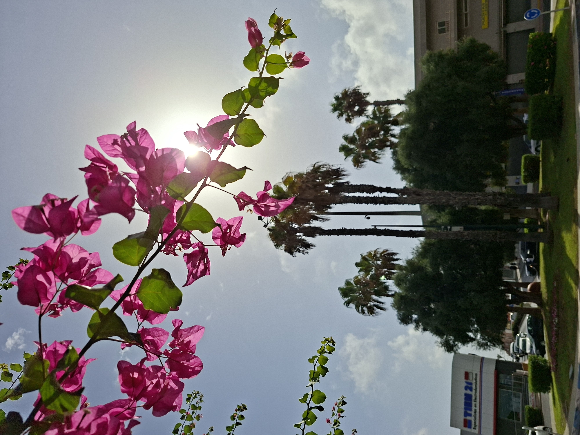 The image depicts a street scene in Torrevieja, Spain, on a bright, sunny day. In the foreground, bright pink bougainvillea flowers are in bloom, hanging from a branch that curves across the top of the frame, with their translucent petals backlit by the sun. The sky is a light blue with scattered white clouds. In the mid-ground, several tall palm trees stand out against the sky, with their fronds appearing somewhat dry. Below the palm trees, a building with a modern facade, possibly a commercial establishment with a prominent "TIEM 21" sign in red and white, is visible on the left. Several cars are parked and driving on the street in front of the building and further down the road. Dense green trees and manicured green grass with flowerbeds line the street. The overall impression is one of a warm, Mediterranean urban environment.