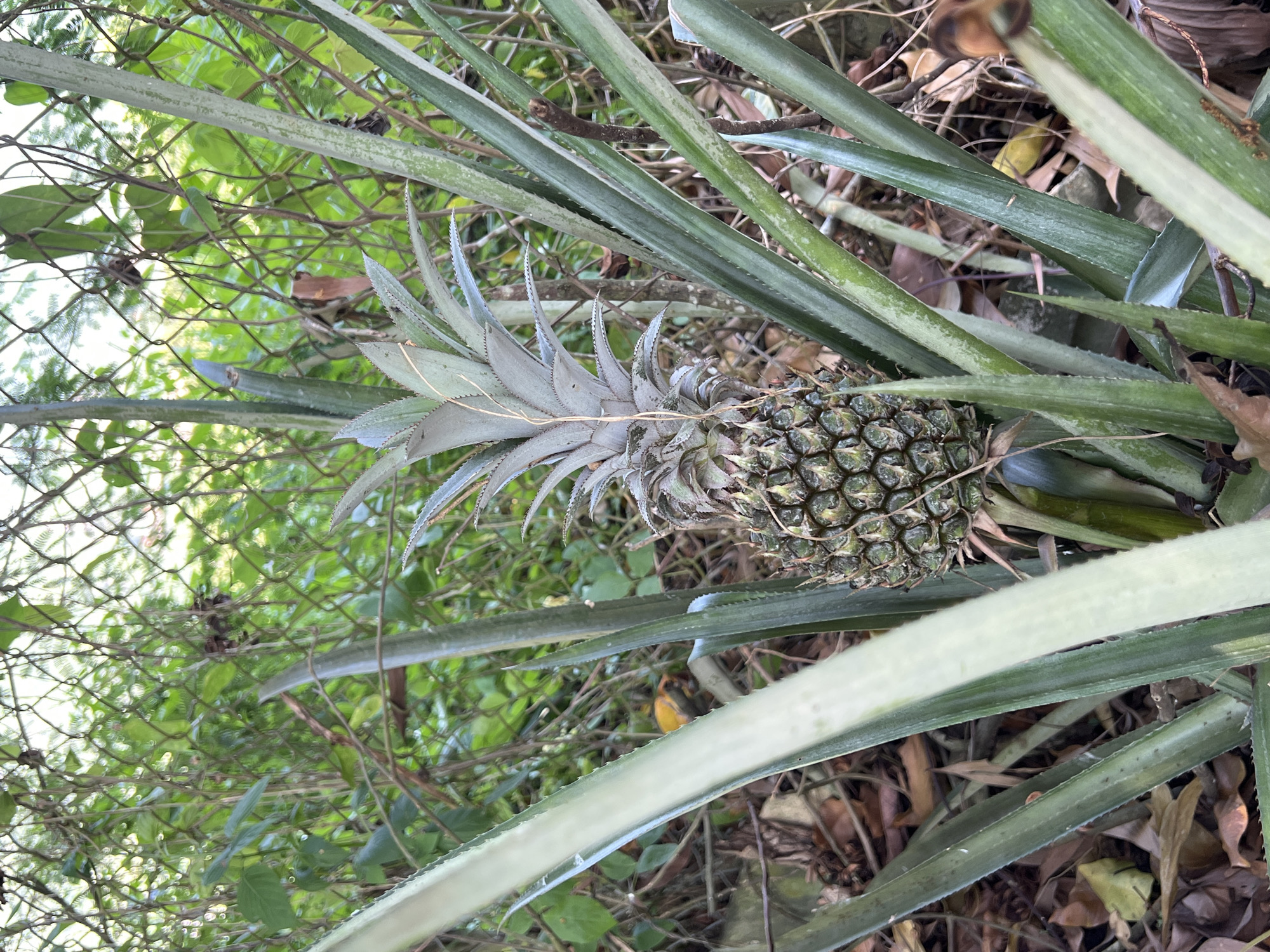 The image depicts a pineapple plant with a developing fruit, situated outdoors. The plant is in the foreground, with its long, spiky green leaves fanning out around the central pineapple. The pineapple itself is partially obscured by the leaves and appears to be in its early stages of growth, with a rough, segmented exterior. In the background, a chain-link fence is visible, separating the pineapple plant from a dense area of green foliage and vegetation. The ground around the plant is covered with fallen leaves and debris. The scene is set in a natural environment, likely a garden or overgrown area. The location is identified as Suối Tân, Vietnam, suggesting a tropical or subtropical climate. There are no people or animals visible in the image, and the focus is solely on the pineapple plant and its immediate surroundings.