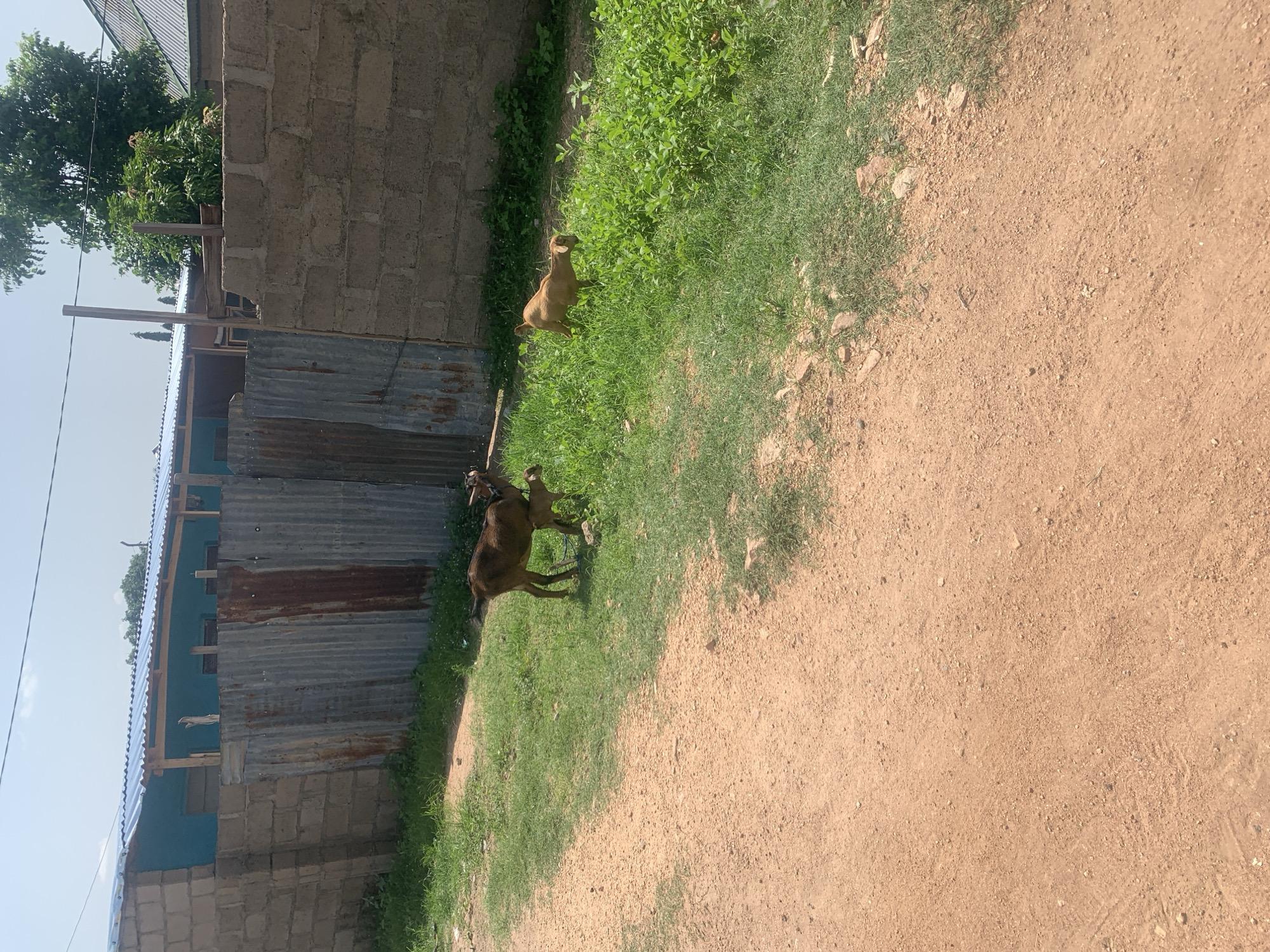 The image depicts an outdoor scene in Jalingo, Nigeria. The primary subjects are two goats, one brown and one darker brown, standing on a patch of green grass next to a dirt path. The goats appear to be grazing or resting.
In the background, there is a weathered corrugated metal fence or wall, attached to a building constructed with concrete blocks. Part of the building's roof is visible, also made of corrugated metal. Further beyond the building, lush green trees and foliage are present, suggesting a rural or semi-rural environment. The ground is a mixture of dry dirt and patches of grass.
The lighting suggests it is daytime, likely with bright sunlight casting shadows. The sky is a clear, pale blue. No people are visible in the image. There is no visible text. The overall impression is of a simple, everyday scene in a Nigerian setting.