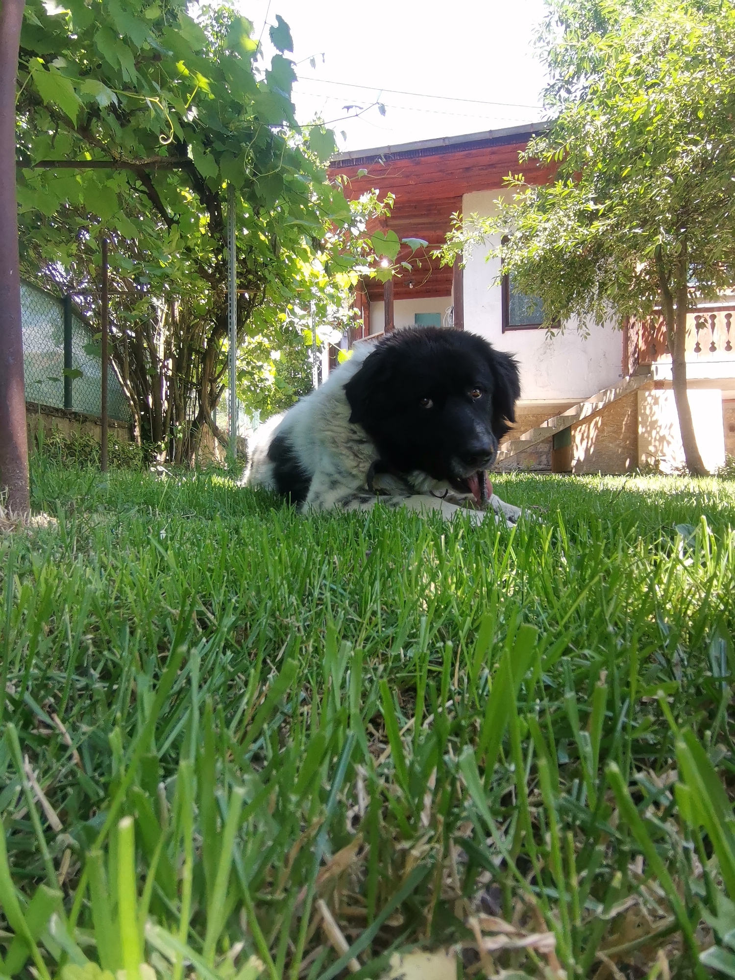 A black and white dog is lying on a grassy lawn in front of a house. The dog is in the foreground, with its head turned towards the camera. The house is in the background, with a wooden porch and a red roof. There are trees and vines around the house, and a fence in the background. The image was taken in Osoitsa, Bulgaria.