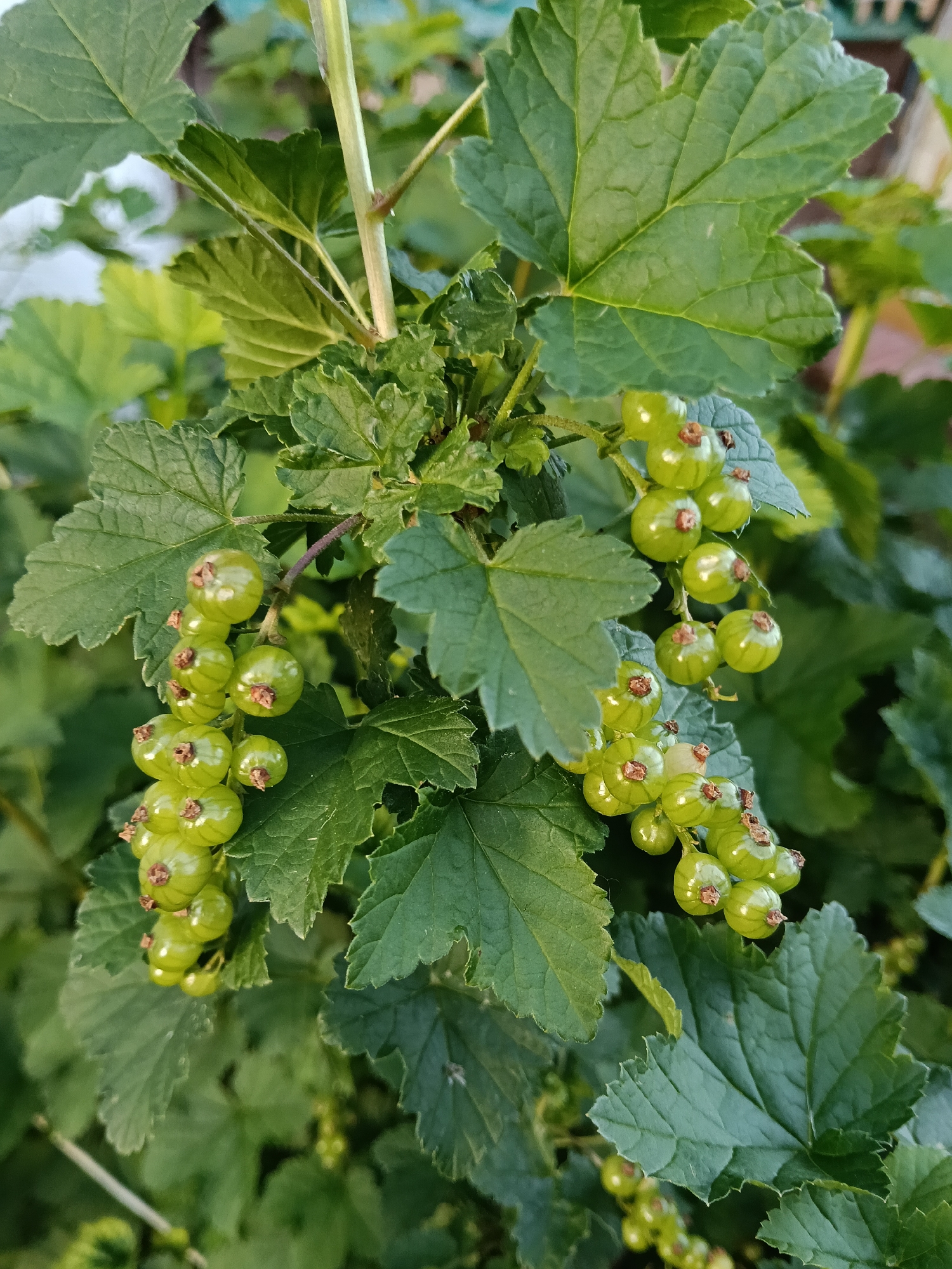 This close-up vertical shot captures a vibrant currant bush, likely in late spring or early summer, showcasing its lush green foliage and developing fruit. The image features multiple clusters of small, round, unripe berries, predominantly light green in color. Each berry has a distinctive small, dried, brownish calyx visible at its apex, indicating their early stage of growth.
The leaves of the bush are a rich green, displaying typical lobed shapes with serrated edges. They are densely arranged, some in sharp focus revealing their vein patterns, while others form a blurred, verdant backdrop, creating depth in the scene. Light green to light reddish-brown stems support the leaves and berry clusters.
The lighting is natural and bright, suggesting a clear, sunny day, possibly morning or early afternoon, which illuminates the plant without harsh shadows. The background is a soft blur of more green foliage, maintaining the natural outdoor setting.
This media file depicts a moment of natural growth, highlighting the potential for a future harvest. There are no people, animals, or visible text present. The scene evokes a sense of tranquility and the cycle of nature in a garden or natural environment. Given the context, this flourishing plant is situated in Красный Маяк, Russia.