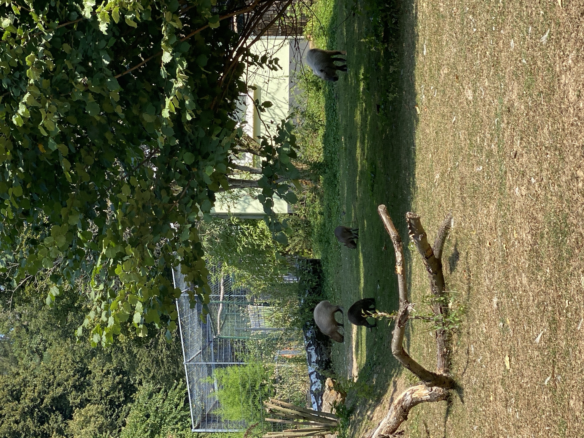 The image captures a scene at the Zoo Neuwied in Germany, featuring several capybaras in an outdoor enclosure. The environment is a grassy area with scattered trees and foliage, suggesting a warm, sunny day. In the background, a large wire enclosure is visible, likely housing other animals. A light-colored building with a green roof and siding stands behind the capybaras. In the foreground, a fallen tree branch lies on the dry grass. Four capybaras are visible in the frame: one light-brown capybara stands grazing in the middle of the grassy area, while two darker brown capybaras are seen grazing closer to the background. Another darker capybara is positioned to the right of the frame. The capybaras are the primary subjects of the image, depicted in their natural habitat within the zoo. The scene is peaceful, with the animals engaged in their typical activities of foraging.
