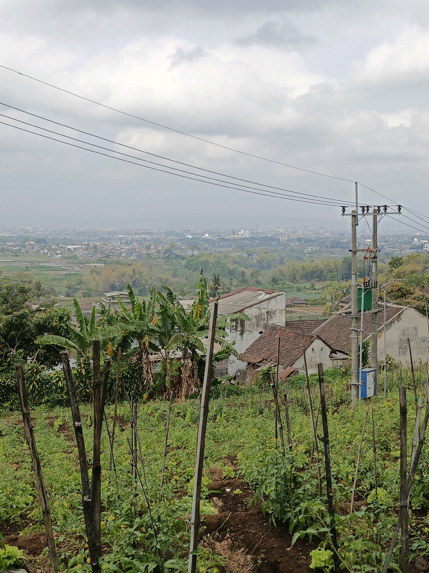 This image captures a rural-urban fringe landscape in Batu, Indonesia. In the foreground, a garden bed with young plants, likely tomatoes due to the stakes supporting them, is visible. Wooden stakes are planted vertically in the soil to support the plants. Beyond the garden, banana trees are present, with their large leaves characteristic of the tropical climate. Several houses with tiled roofs, some appearing aged, are nestled amongst the vegetation.
A prominent electrical pole with a transformer and wires stands to the right of the frame, indicating the presence of power infrastructure in the area. In the middle ground and background, the cityscape of Batu unfolds, with buildings of various sizes and architectural styles stretching towards the horizon. A hazy atmosphere suggests a distance or perhaps a slightly overcast day. The overall scene depicts a blend of agricultural activity and residential settlement, common in the outskirts of Indonesian cities.