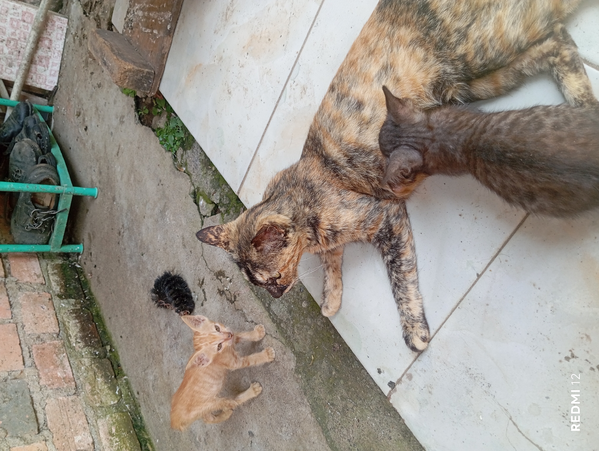 In Pagar Alam, Indonesia, three cats are present on a tiled outdoor surface near a brick wall. A tortoiseshell cat is lying down, with a dark gray kitten nursing from its side. Another ginger kitten stands a short distance away, looking towards the nursing pair. In the background, a green metal shelf holds several pairs of black shoes. The ground is concrete with scattered debris.