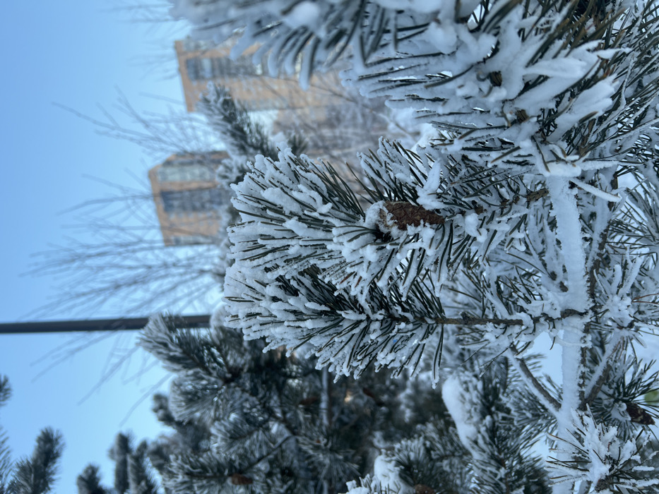 The image depicts a close-up, ground-level view of snow-covered coniferous tree branches within an urban environment in Krasnoyarsk, Russia, during daytime under a clear, light blue sky. The foreground features a densely textured pine branch heavily coated in white hoarfrost and snow, highlighting its dark green needles. A small, brown pine cone is visible among these frosted needles on the central branch. In the midground, additional snow-dusted pine branches recede in focus, along with a few bare deciduous tree branches and a dark, vertical pole on the left. The background reveals two out-of-focus, multi-story buildings with light brown or orange exteriors and dark windows, typical of modern urban architecture. No individuals are present in the scene. The overall impression is one of a cold, clear winter day in a city park or landscaped area.