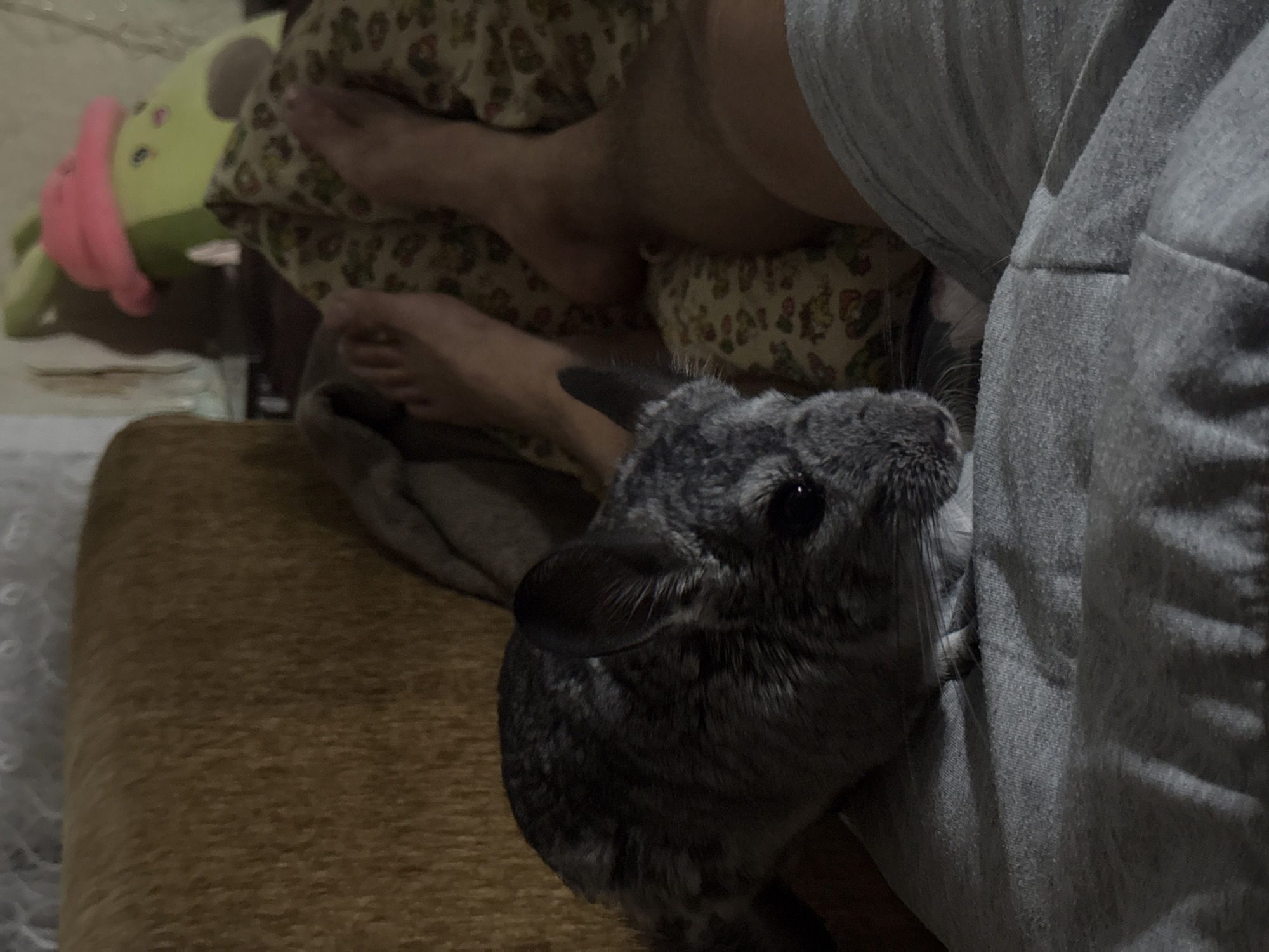 A chinchilla is resting on a person's lap. The chinchilla is grey with dark eyes and large ears. The person's legs and feet are visible, one leg covered in grey sweatpants, the other leg bare and hairy. The scene appears to be indoors, possibly a living room, with a brown couch and a patterned pillow visible in the background. There is also a plush toy in the shape of an avocado wearing a pink hat in the background. The lighting is dim, suggesting it may be evening or nighttime. The image does not provide any information about the location within the city of Shakhty, Russia.