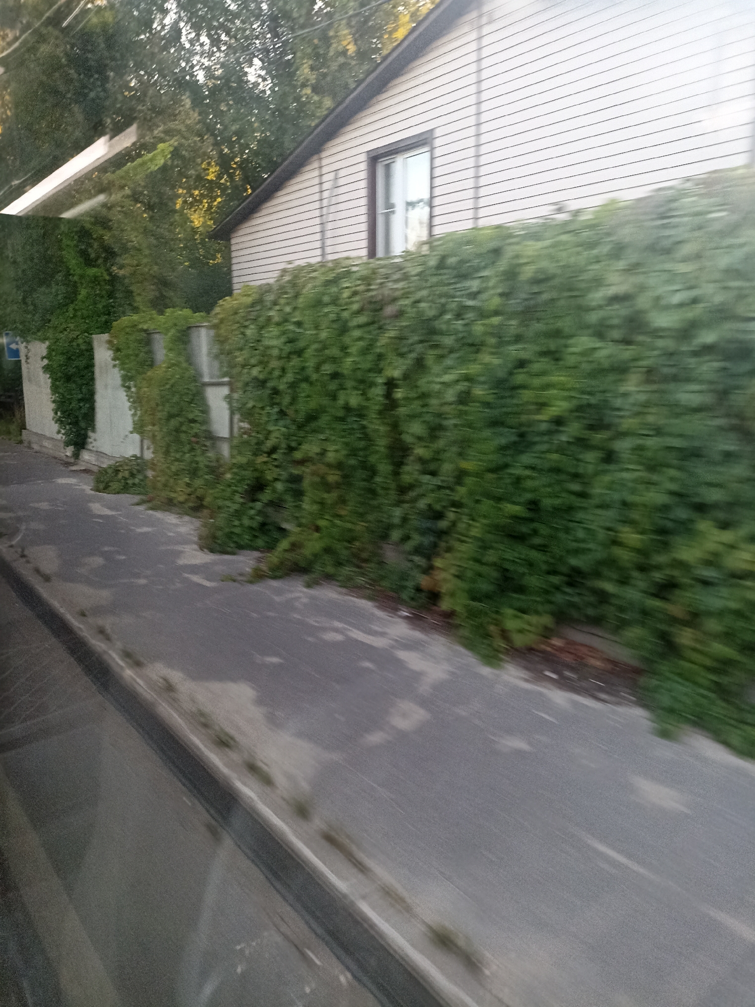 The image shows a residential building with a light-colored, horizontally sided facade and a dark roof, situated behind a thick hedge of green ivy that is climbing a fence. A paved pathway runs alongside the hedge and in front of a portion of the building. The scene appears to be in a suburban or rural setting, given the dense foliage and the presence of a house. The lighting suggests it is daytime. A white beam or structure is visible in the upper left corner of the image, possibly a part of a larger structure or a reflection. The perspective suggests the photo was taken from a moving vehicle. The location is identified as Chekhov, Russia.