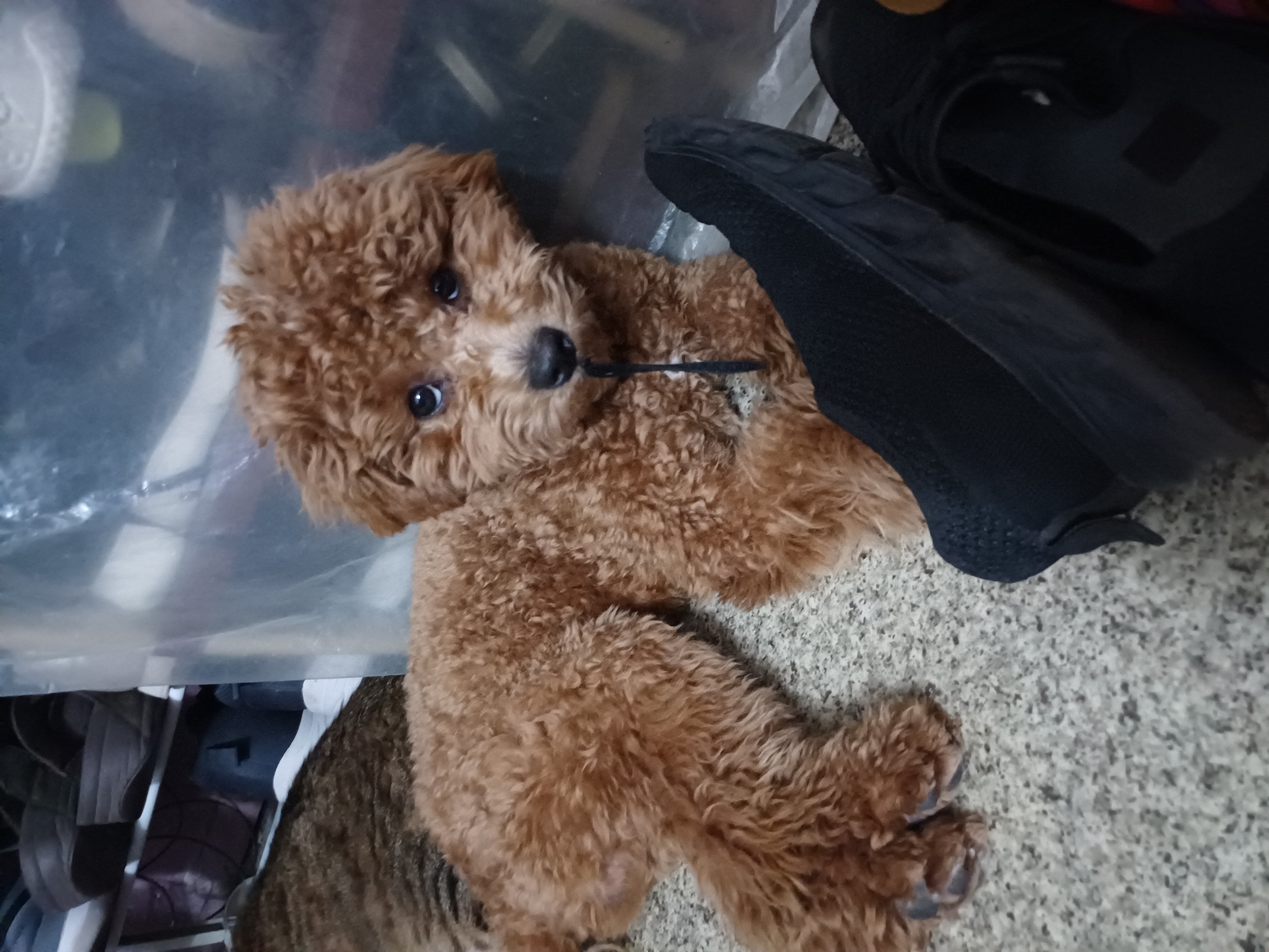 An adult brown poodle with bright blue eyes is lying down on a speckled grey floor, chewing on a black string. The dog's fur is curly and a light brown color. In the foreground, a black shoe is partially visible on the right side of the frame. In the background, shelves with various items, including shoes and a clear plastic covering, are visible. A portion of a tabby cat can be seen to the left of the poodle. The scene appears to be indoors, likely in a home or storage area. The location is not specified in the image or available data.
