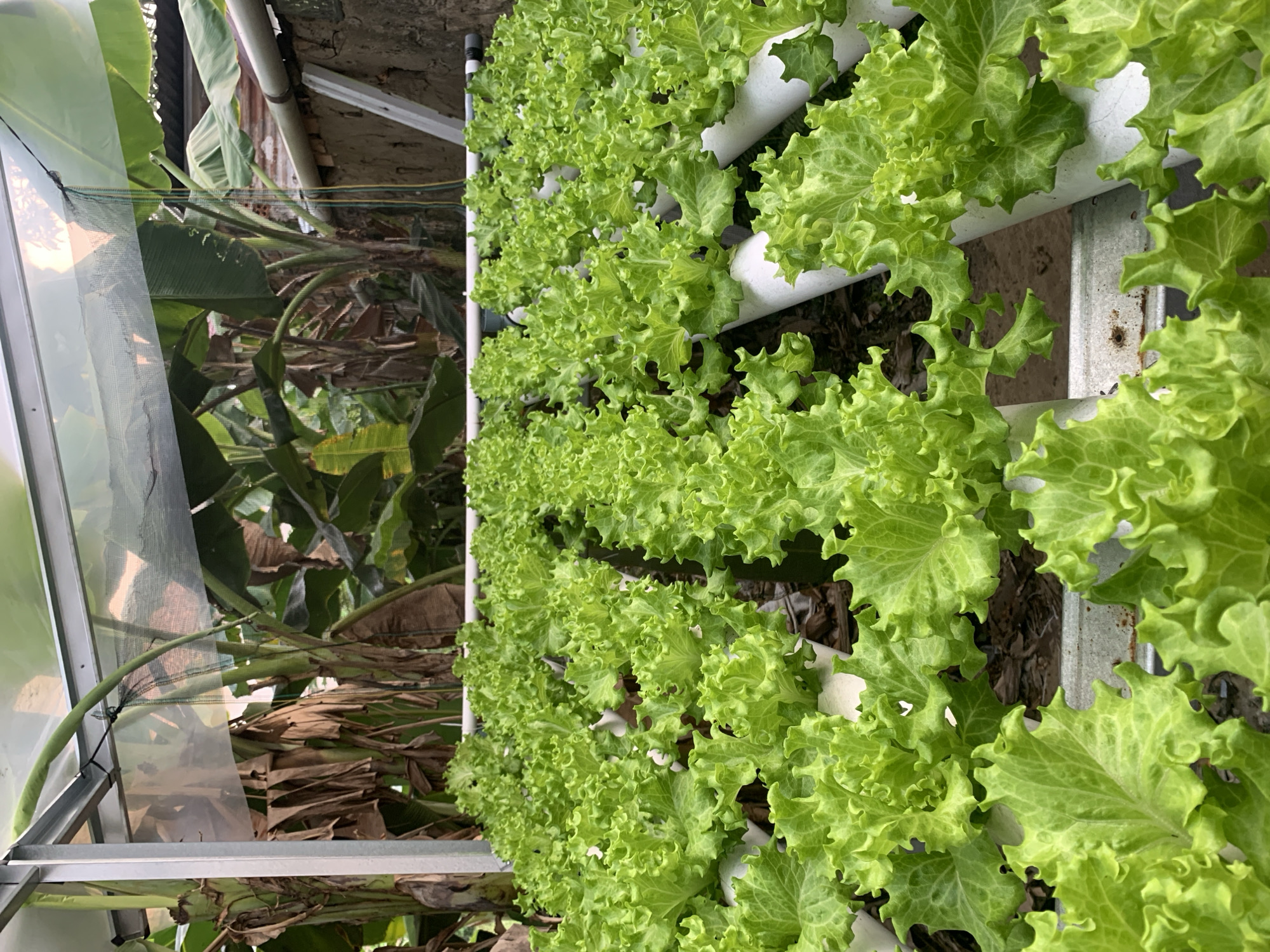 A close-up, high-angle shot shows rows of bright green, leafy lettuce plants growing in a hydroponic system. The lettuce, which appears to be a frilly variety like Lollo Rosso, fills the foreground. The plants are housed in white PVC pipes, which are elevated on a metal frame. Behind the lettuce, banana trees with large green and brown leaves are visible, suggesting a tropical or subtropical environment. The scene is likely an agricultural setting, possibly a greenhouse or an outdoor farm, and could be located in Palembang, Indonesia, given the presence of banana trees, which are common in that region. The lighting is natural and somewhat diffused, indicating it may be daytime. No people or animals are present in the frame.