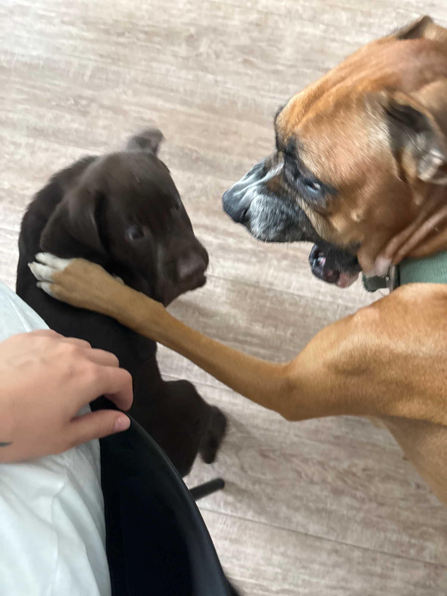 A brown boxer dog with a green collar is playfully interacting with a dark brown puppy. The boxer has its front paw resting on the puppy's head, and its mouth is open, possibly in a play-bark. The puppy appears to be looking towards the boxer. A human hand is visible in the lower left corner of the image, reaching towards the puppy. The scene takes place indoors on a light-colored wooden floor. There is no indication of the city of Rostov-on-Don, Russia, in this image.