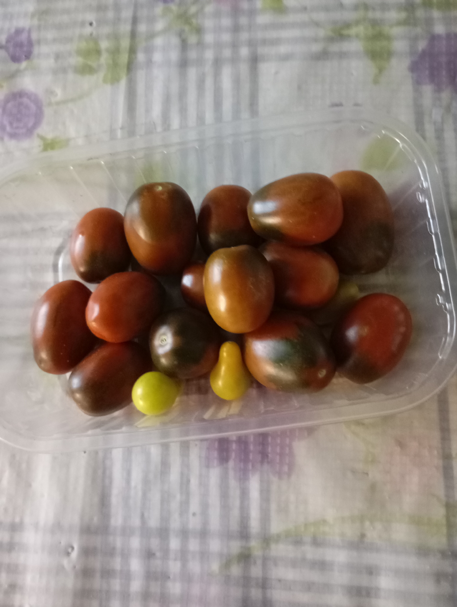 In a clear plastic container, a collection of ripe cherry tomatoes is arranged on a white and purple checkered tablecloth. The tomatoes exhibit a variety of colors, including deep red, brown, and a single bright yellow one. Their shapes are mostly oval, with some appearing more plum-like. The scene is set indoors, likely in a kitchen or dining area, given the presence of a tablecloth. The lighting suggests a casual, everyday setting within a home in Horishni Plavni, Ukraine. No people are visible in the image.