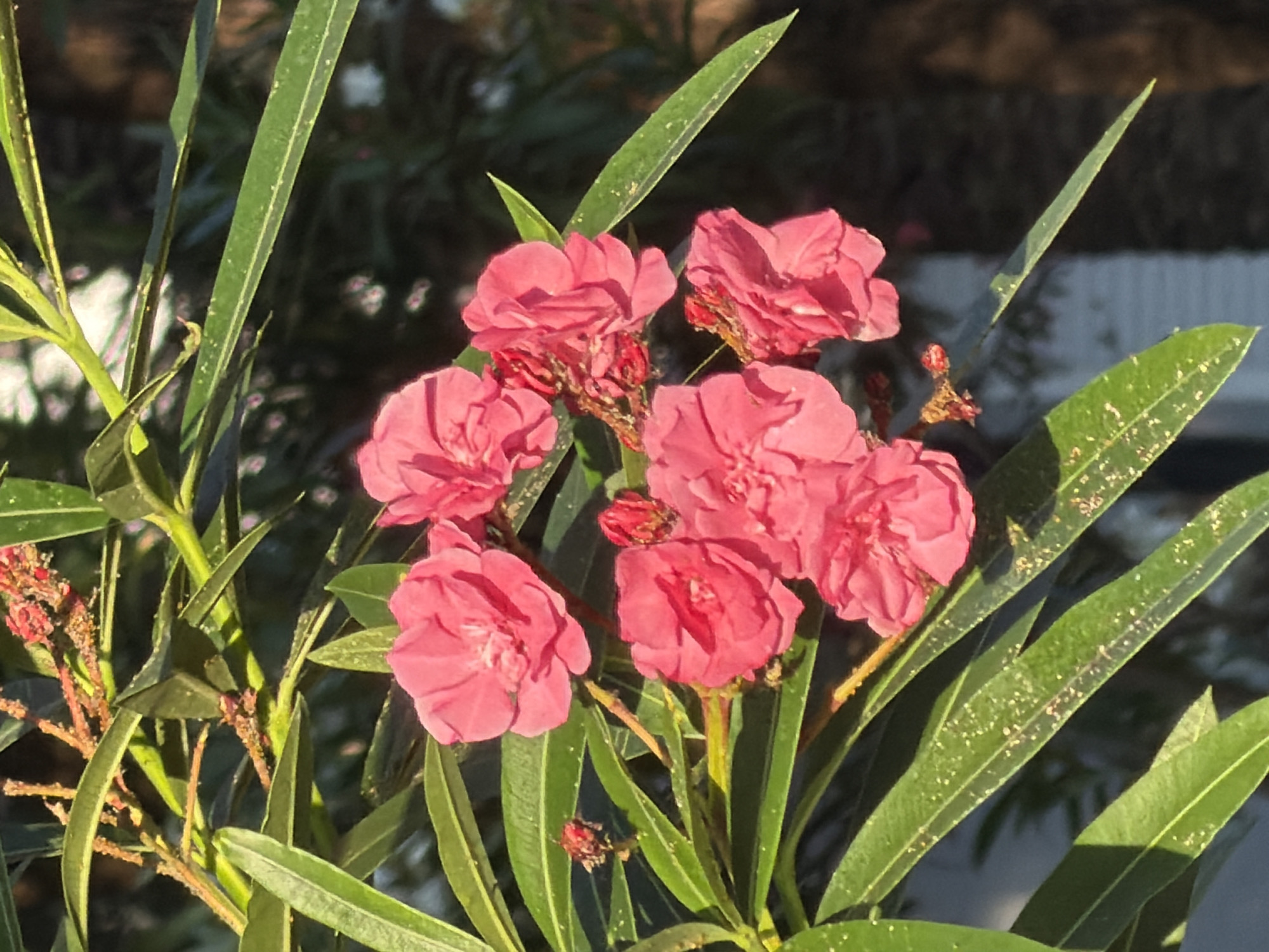 A close-up, eye-level shot captures a cluster of vibrant pink oleander flowers in bloom, with their delicate petals unfurled against a backdrop of lush green leaves. The leaves are long and lance-shaped, with a slight sheen that catches the sunlight. Tiny, almost imperceptible specks of light are scattered across the leaves, possibly pollen or dew. In the upper portion of the image, bare branches are visible, along with some developing flower buds. The background is softly blurred, hinting at an outdoor setting, possibly a garden or park, in Budva, Montenegro. The lighting suggests it is daytime, with the sun casting a warm glow on the scene. There are no people or animals present.